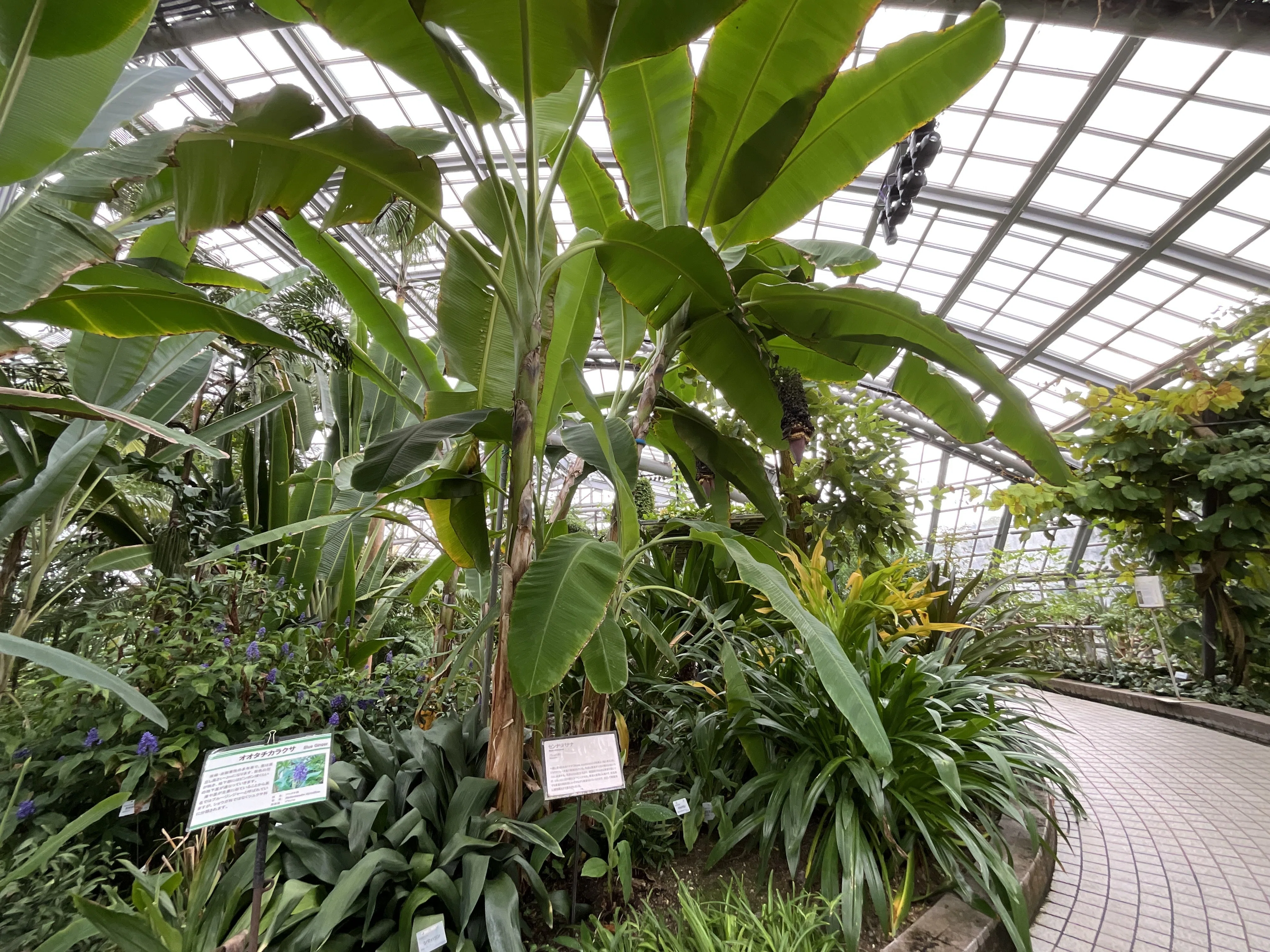 センナリバナナ（京都府立植物園）：2025年12月1日（月）｜藤井秀昭