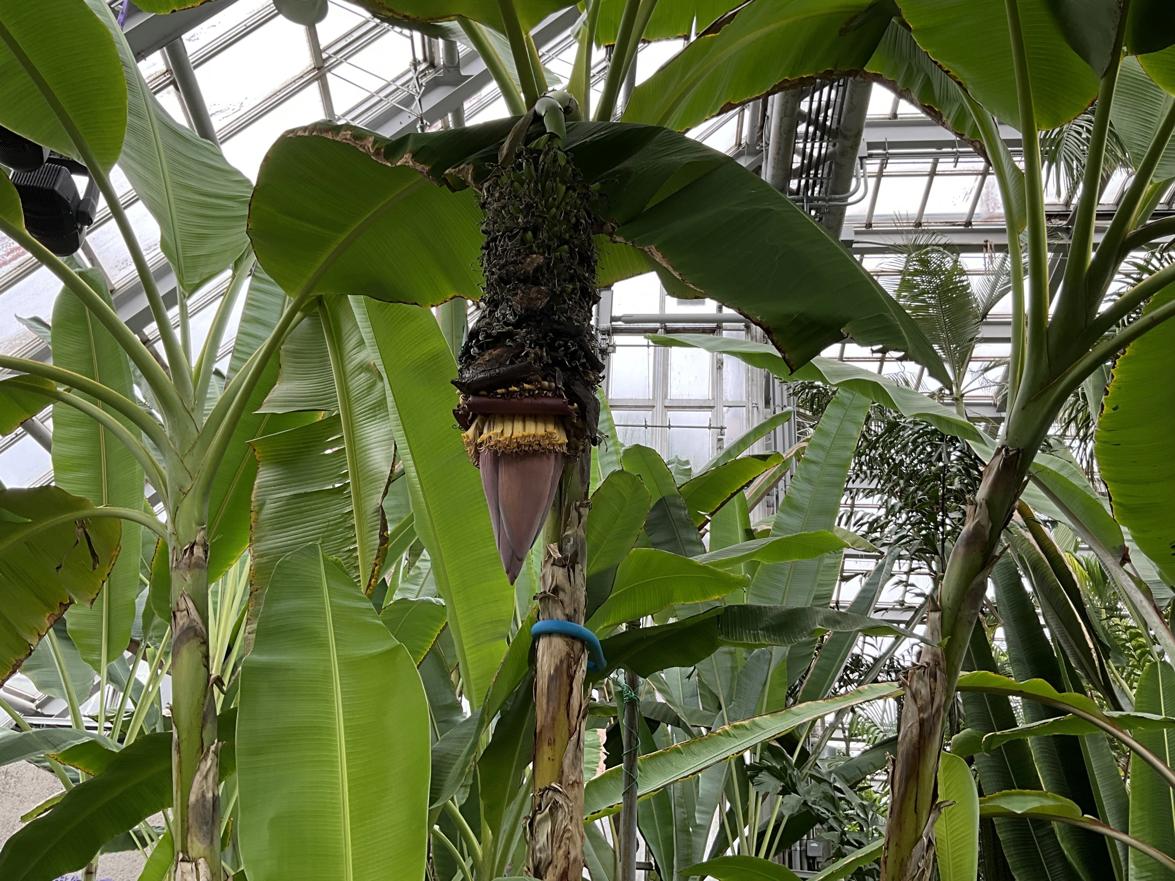 センナリバナナ（京都府立植物園）：2025年12月1日（月）｜藤井秀昭