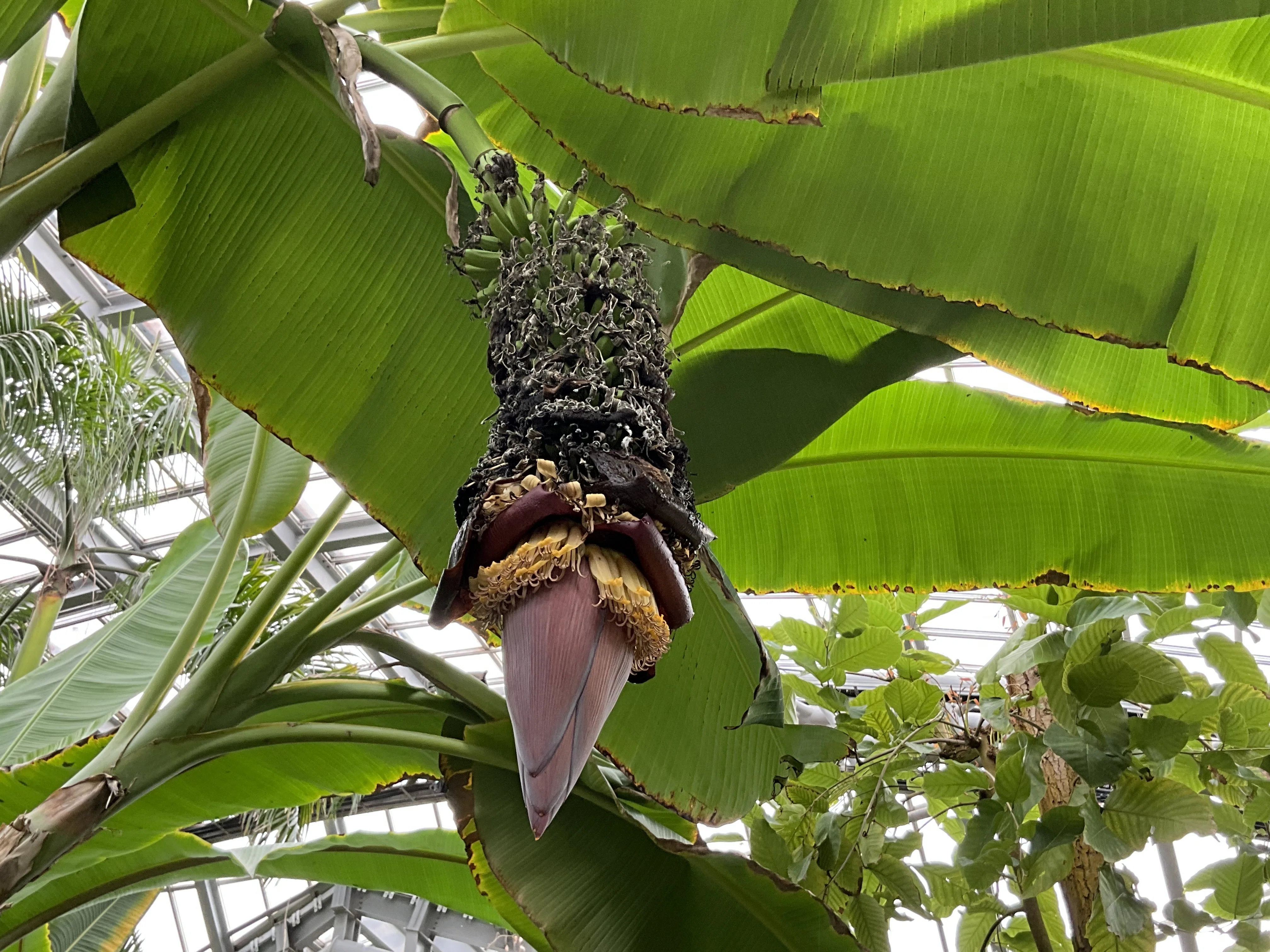 センナリバナナ（京都府立植物園）：2025年12月1日（月）｜藤井秀昭