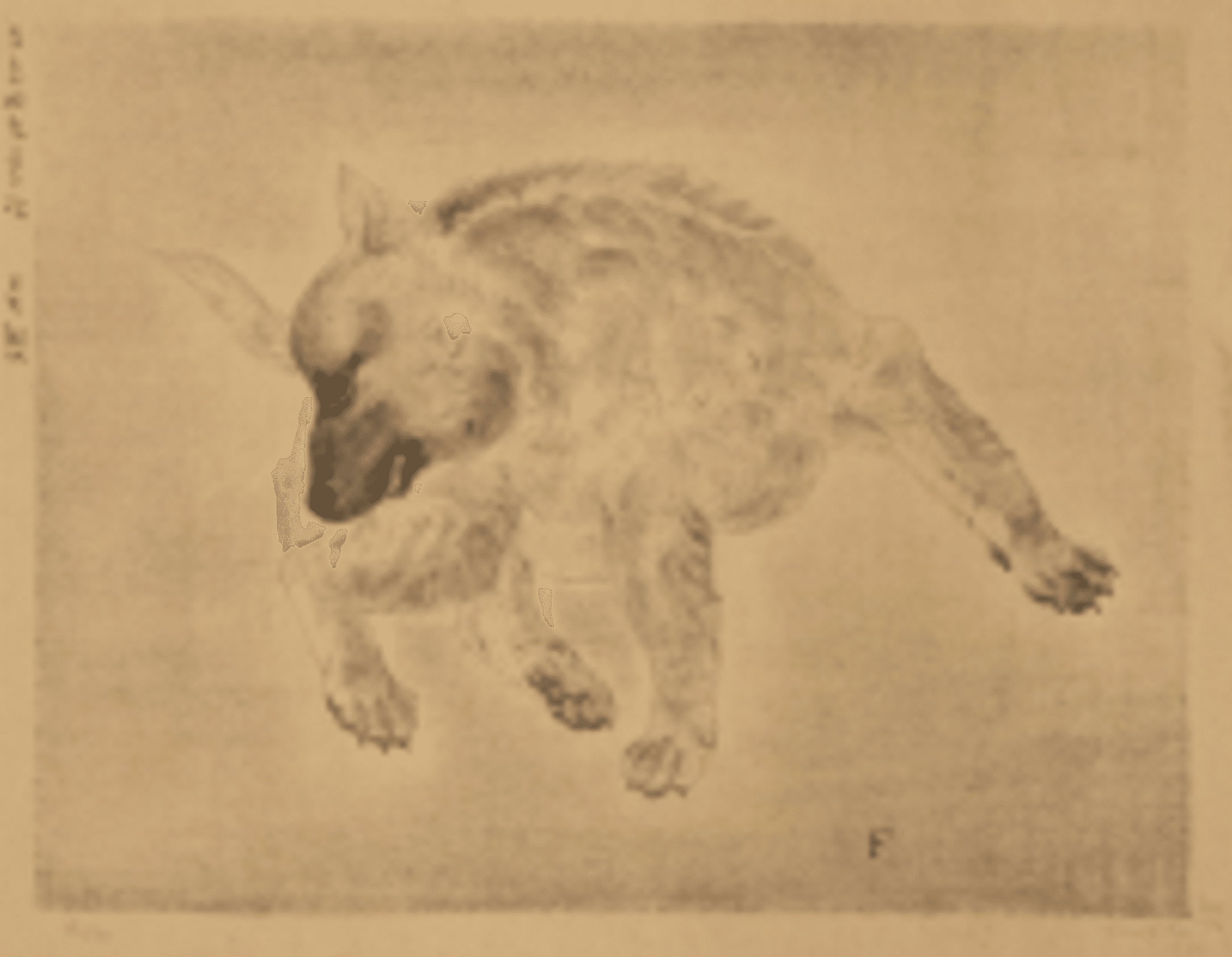 藤田嗣治（Léonard Foujita）】─フジタと犬。——あの猫たちの横で静か