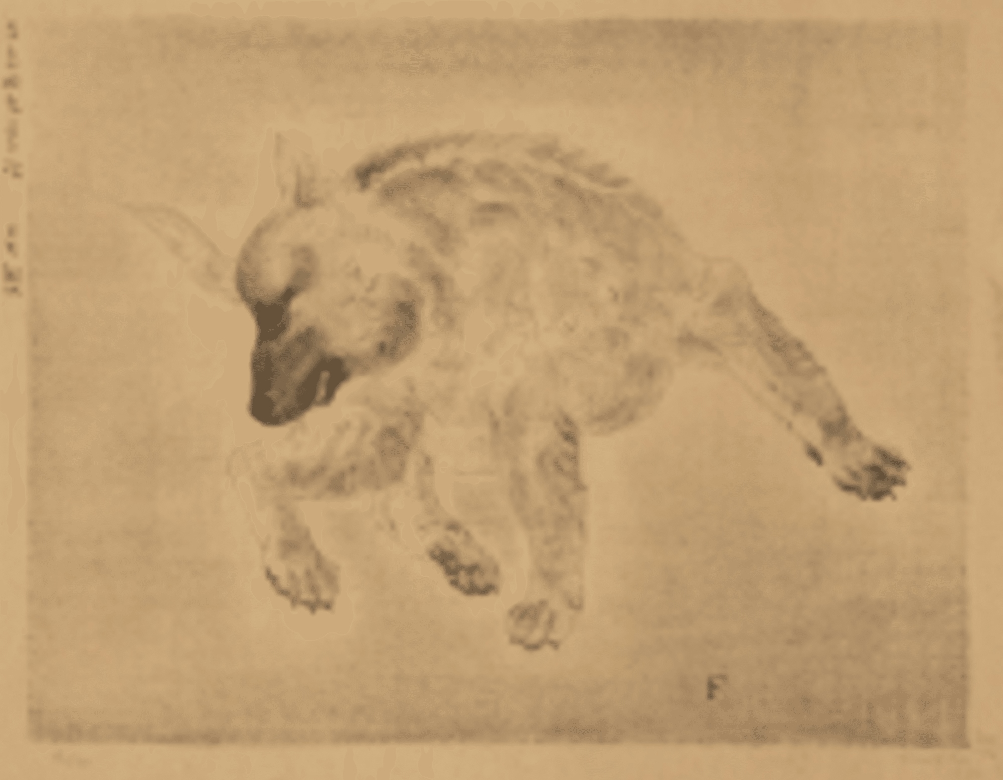 藤田嗣治(Léonard Foujita)】─フジタと犬。——あの猫たちの横で静か 藤田嗣治(Léonard Foujita)】─フジタと犬。——あの猫たちの横で静か
