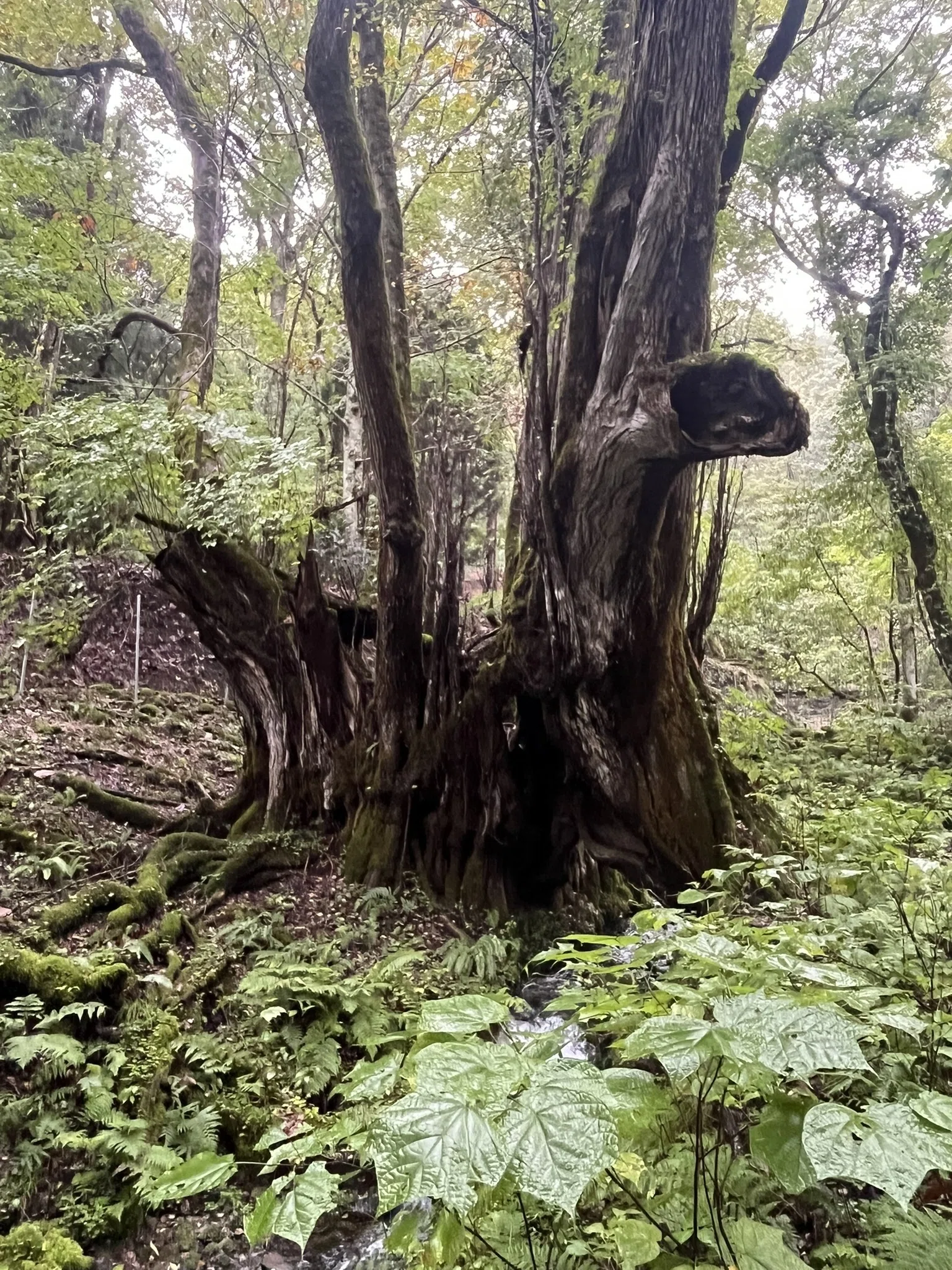 樹齢1000年カツラ巨木の秘密：幹が朽ちても年齢をリセットしないワケ