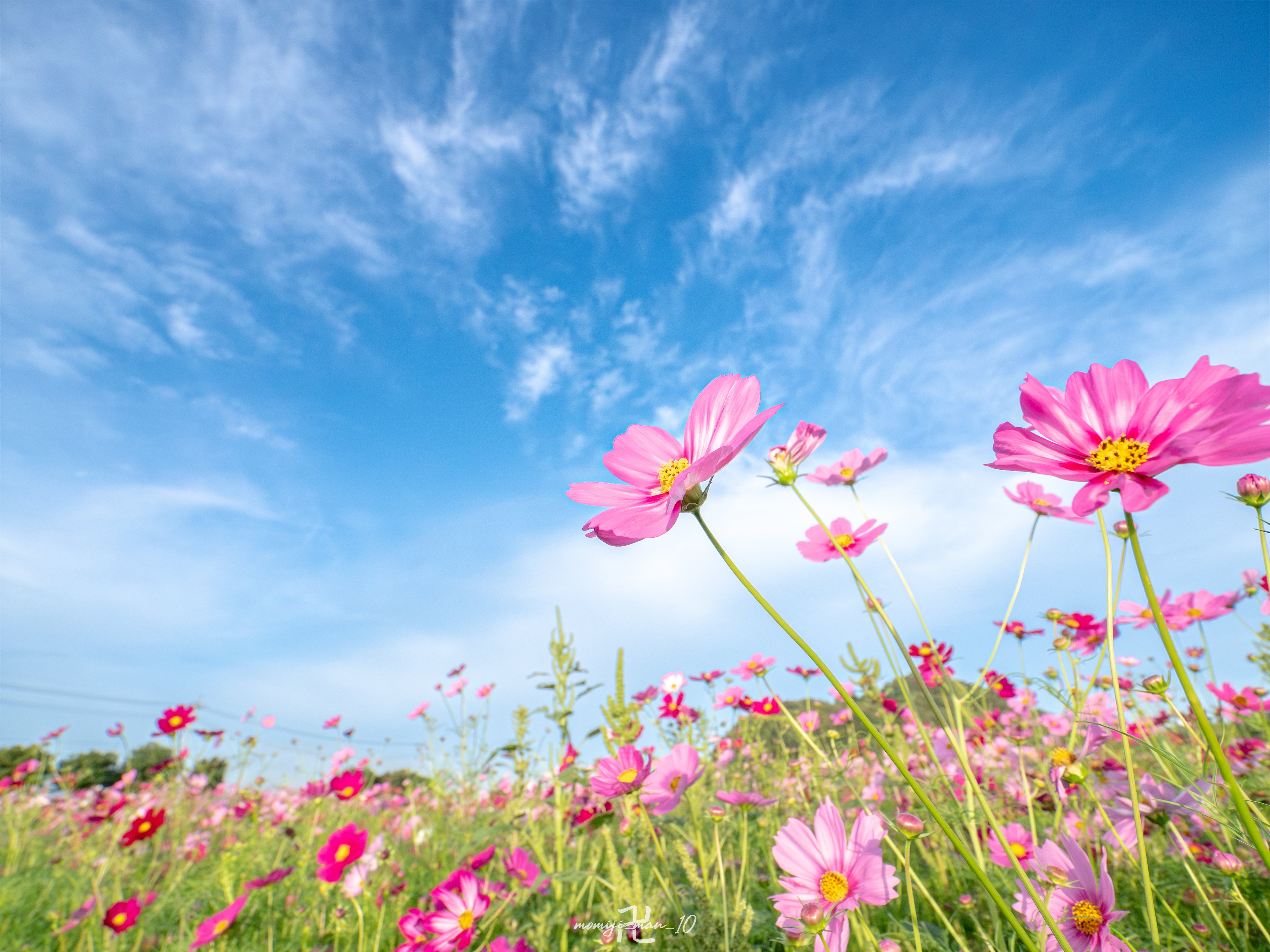 OM-1IIとOLYMPUS PEN Liteで撮るコスモス｜もみじ卍ゅう