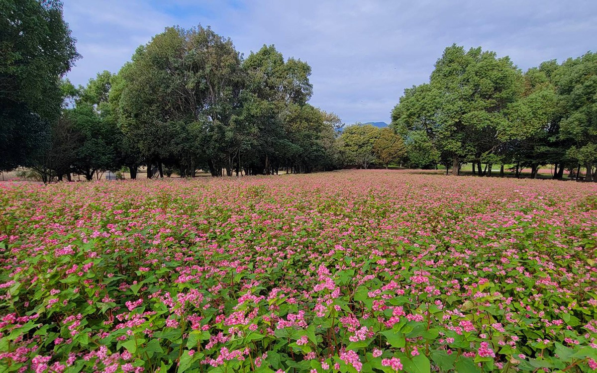吉野ヶ里歴史公園(佐賀県神埼市・吉野ヶ里町)