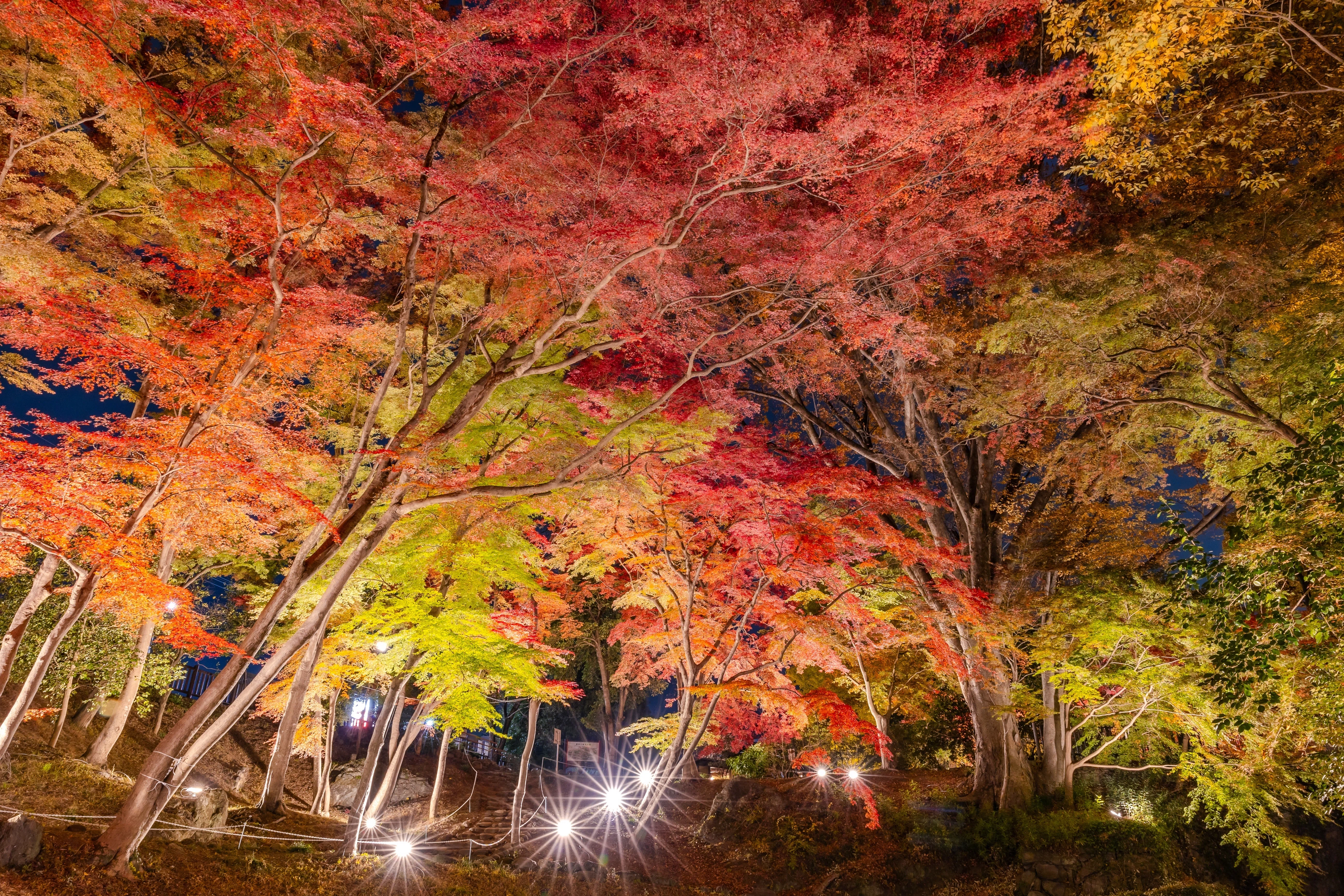 寄居町写真教室～写真で魅せる紅葉の彩り～｜寄居まちづくりNOTE
