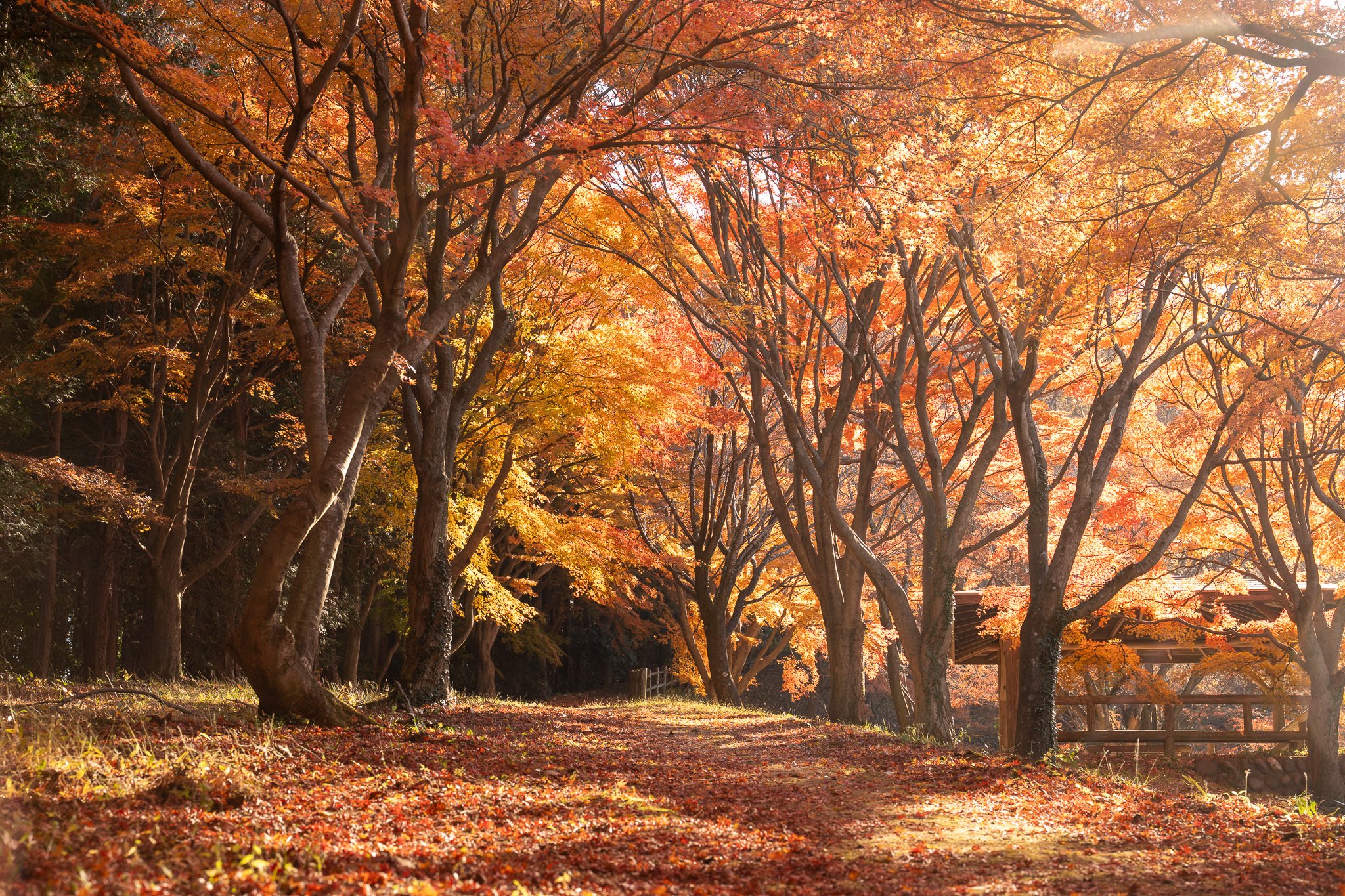寄居町写真教室～写真で魅せる紅葉の彩り～｜寄居まちづくりNOTE