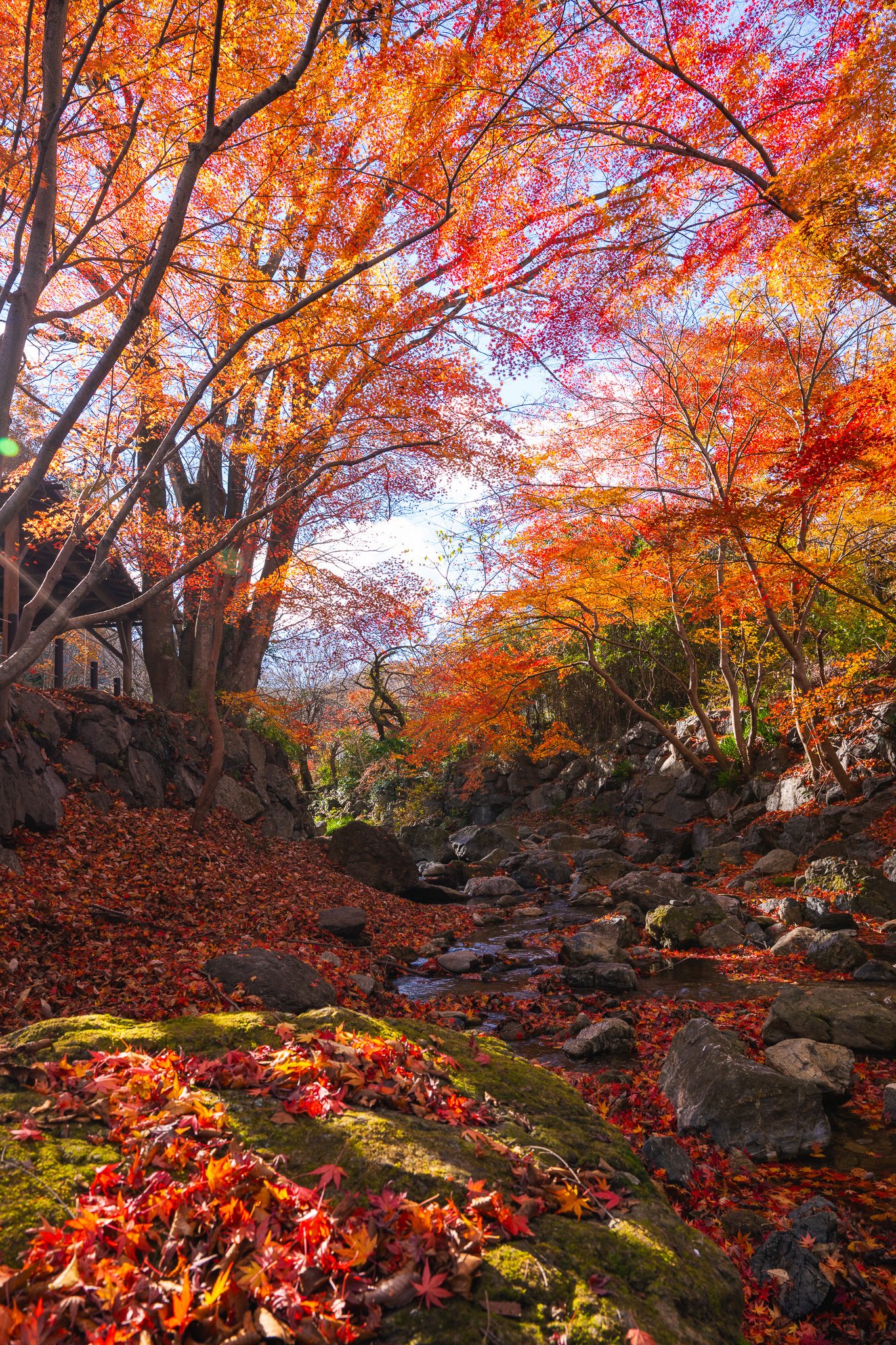 寄居町写真教室～写真で魅せる紅葉の彩り～｜寄居まちづくりNOTE