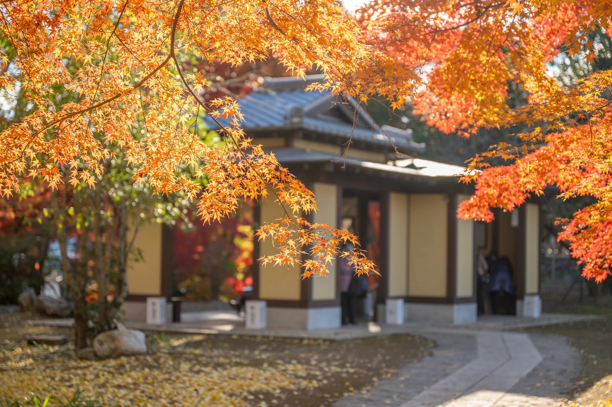 寄居町写真教室～写真で魅せる紅葉の彩り～｜寄居まちづくりNOTE