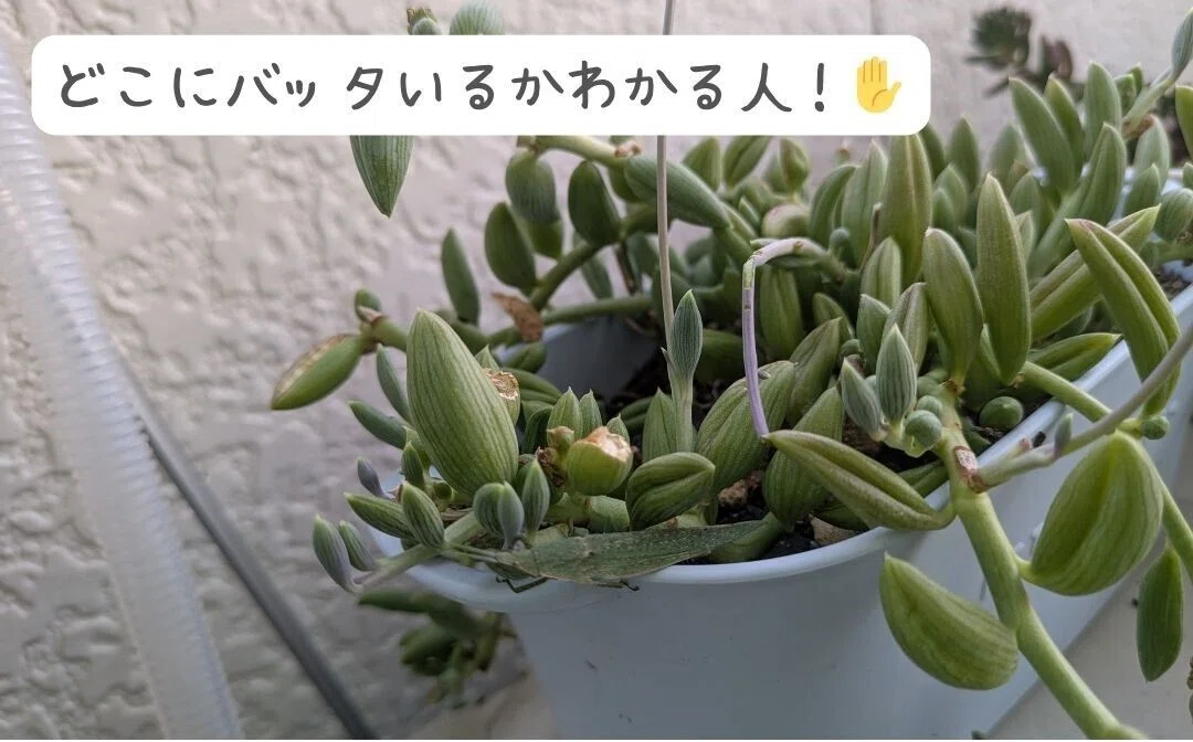 バッタは擬態の達人