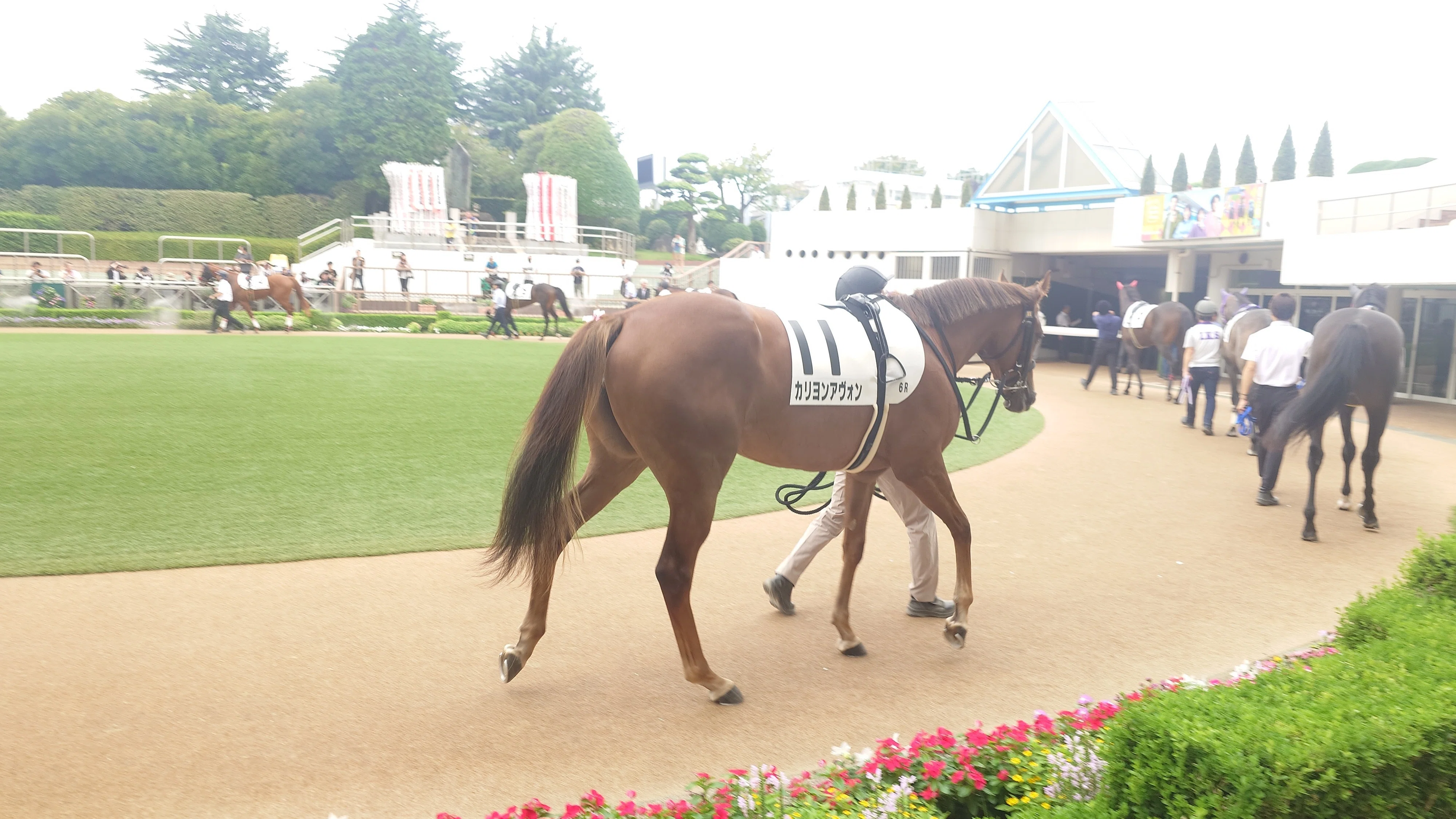 休題 中の人が出資した馬が勝利した話(キャロットクラブ)｜デカル(ΦωΦ