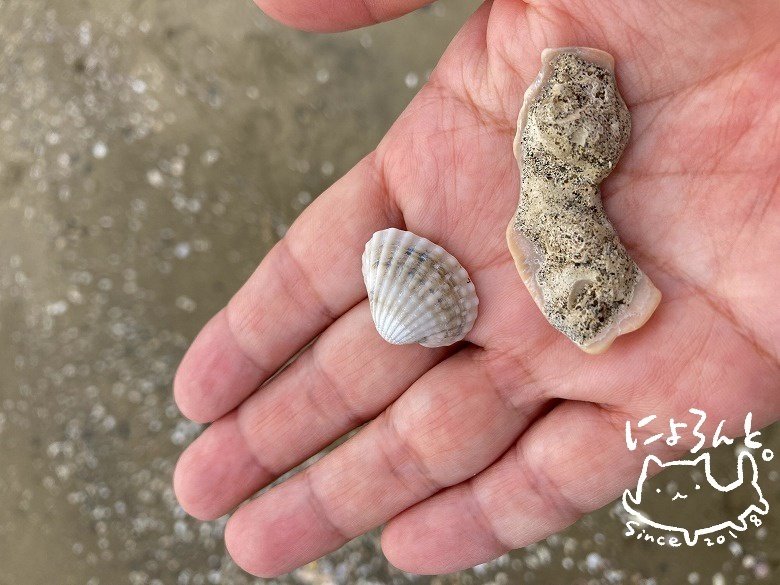 貝化石 ハイガイに貝化石に陶片＆シーグラス！幕張の浜（幕張温泉前）で
