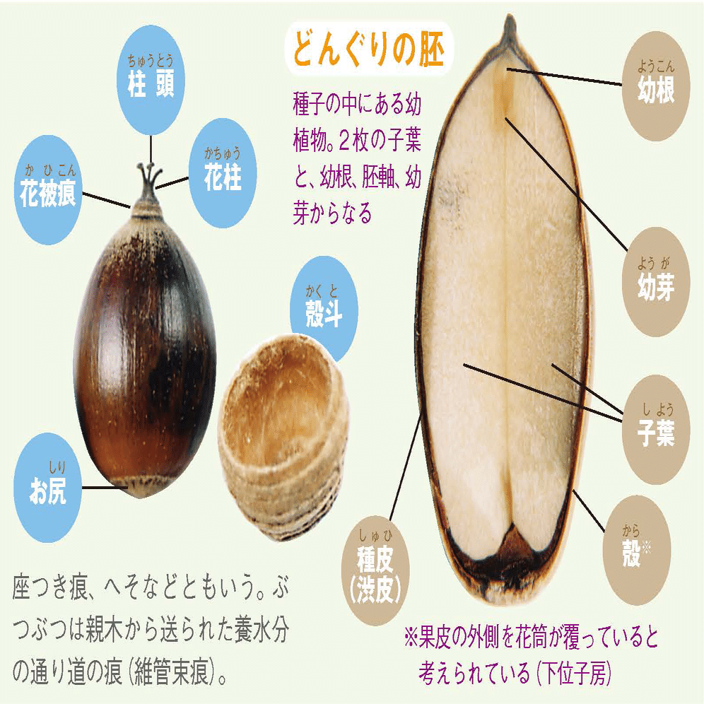 どんぐりページ What is どんぐり？｜ブンイチ（文一総合出版）