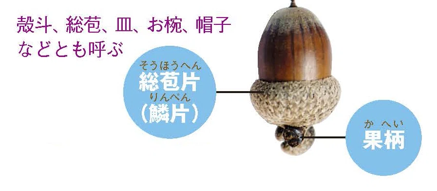 What is どんぐり？｜ブンイチ（文一総合出版）