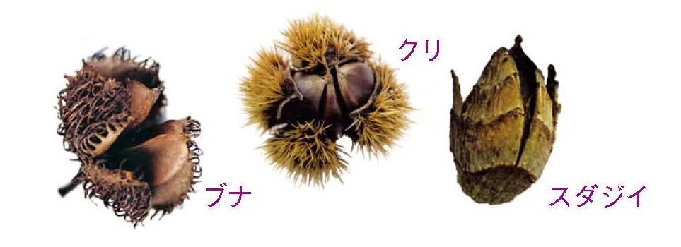 What is どんぐり？｜ブンイチ（文一総合出版）