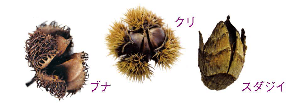 What is どんぐり？｜ブンイチ（文一総合出版）