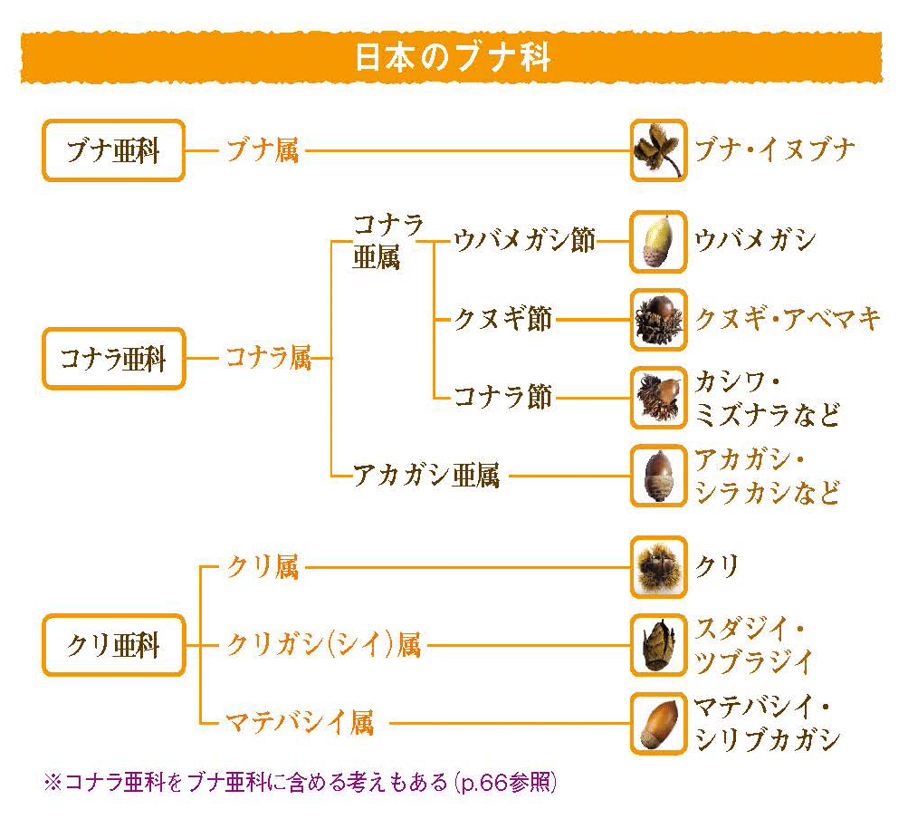 What is どんぐり？｜ブンイチ（文一総合出版）