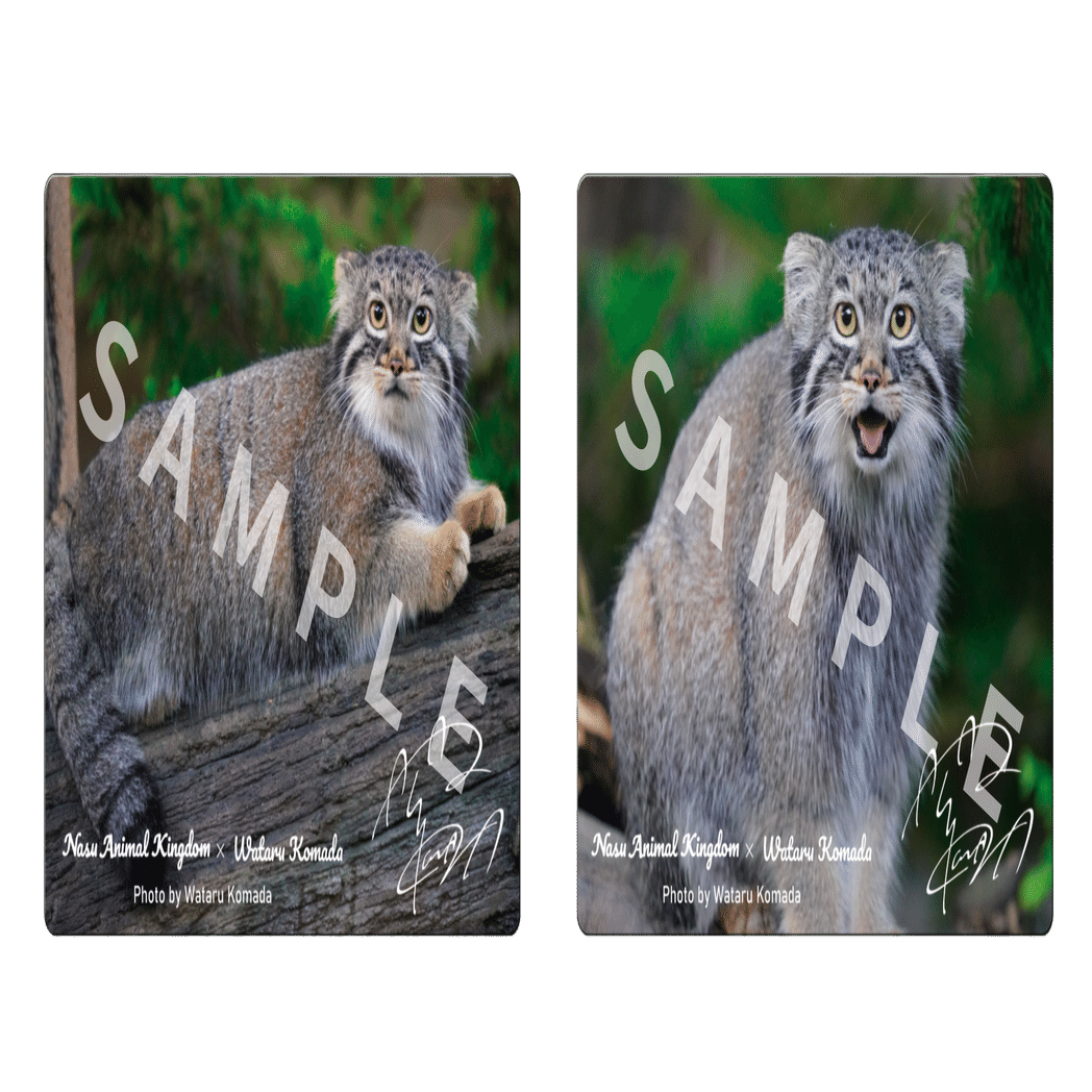 来国イベント】人気声優 駒田航が1日限定で国王に！？｜那須どうぶつ