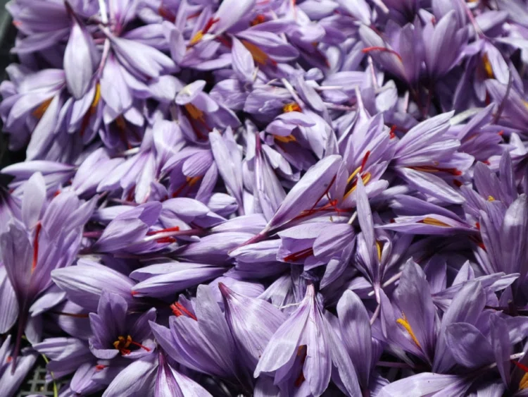 大分】100輪の花からたった1g。竹田市の農家が国産品普及に奮闘中｜大