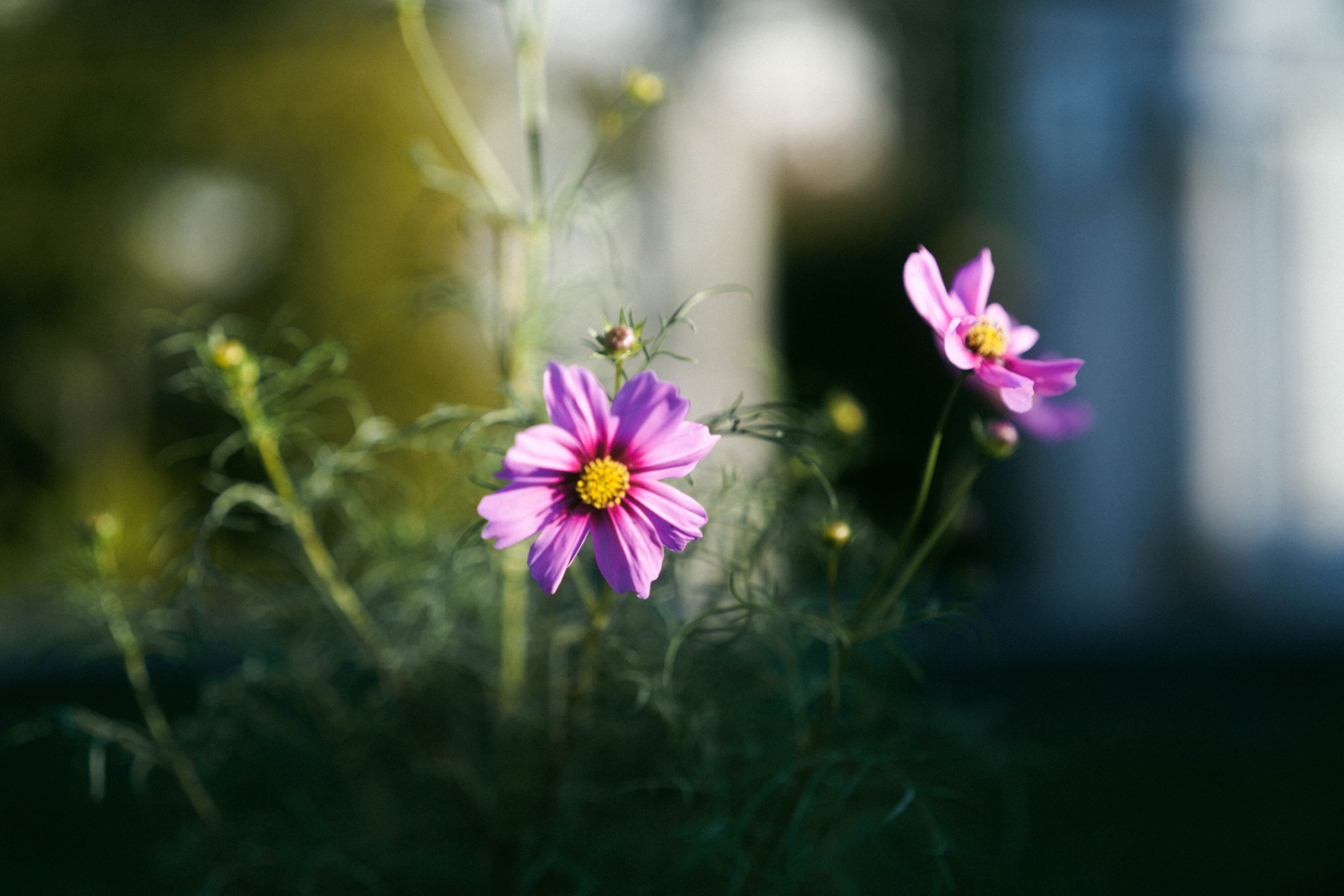 屋上のコスモス｜sgk