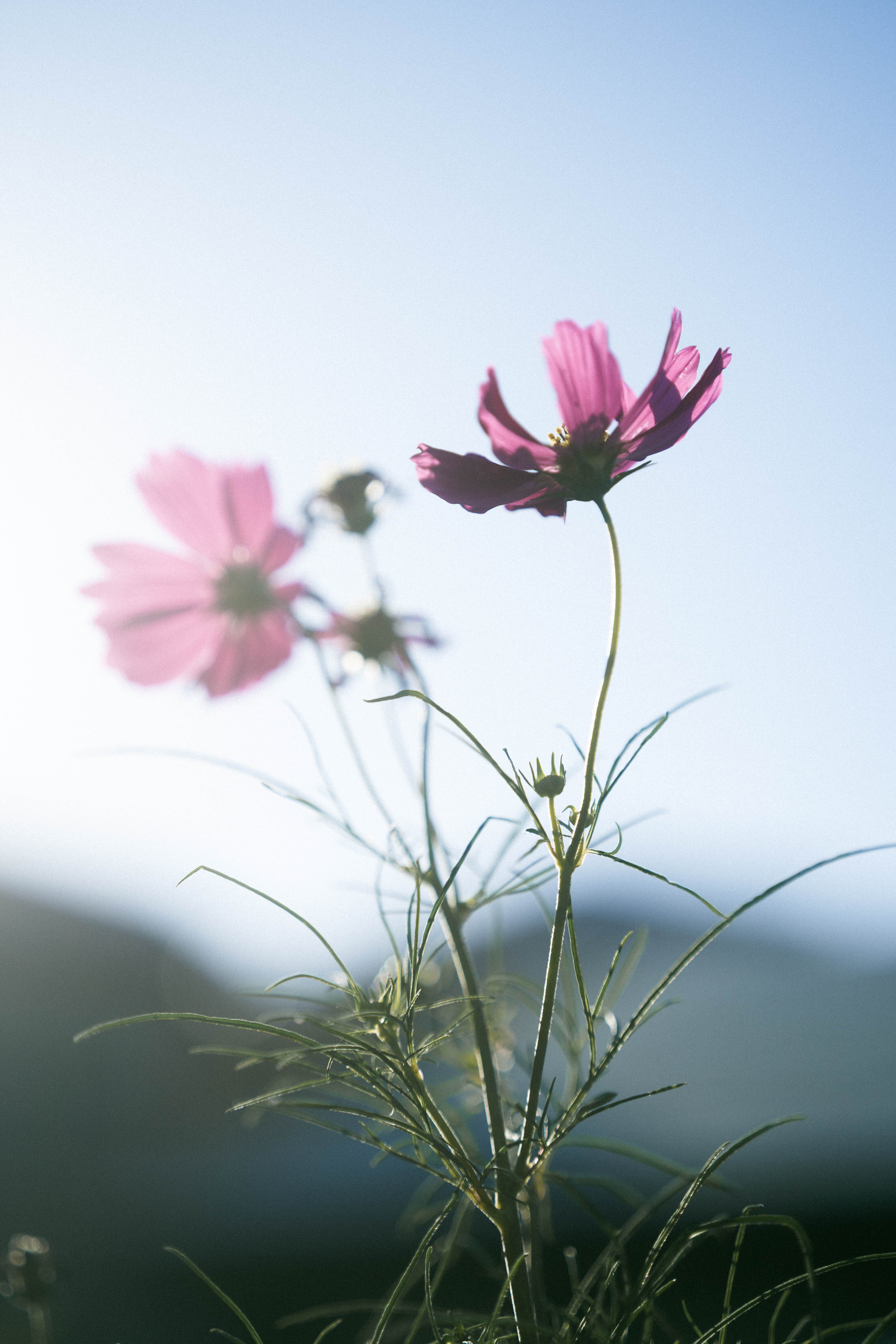 屋上のコスモス｜sgk