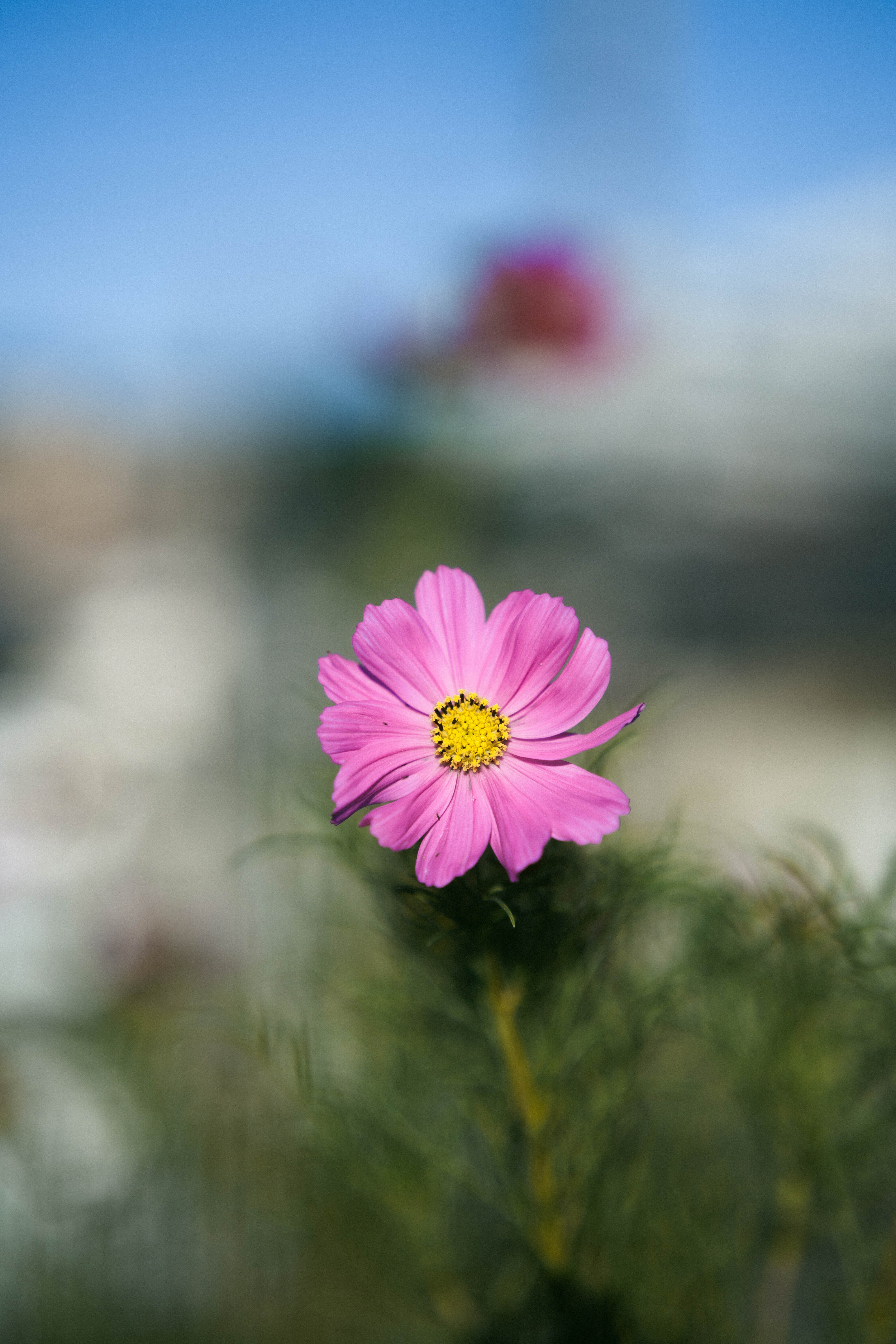 屋上のコスモス｜sgk