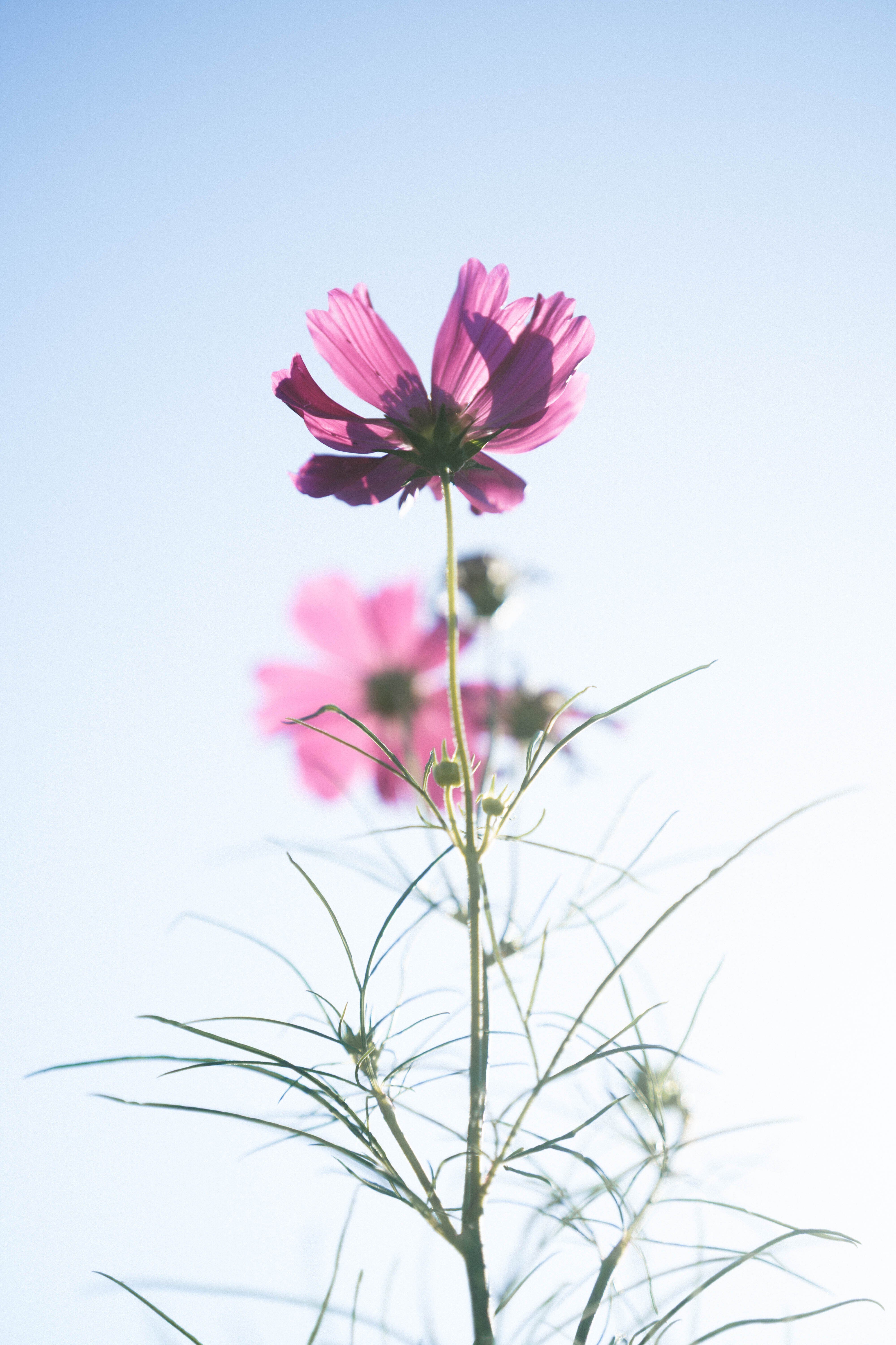 屋上のコスモス｜sgk