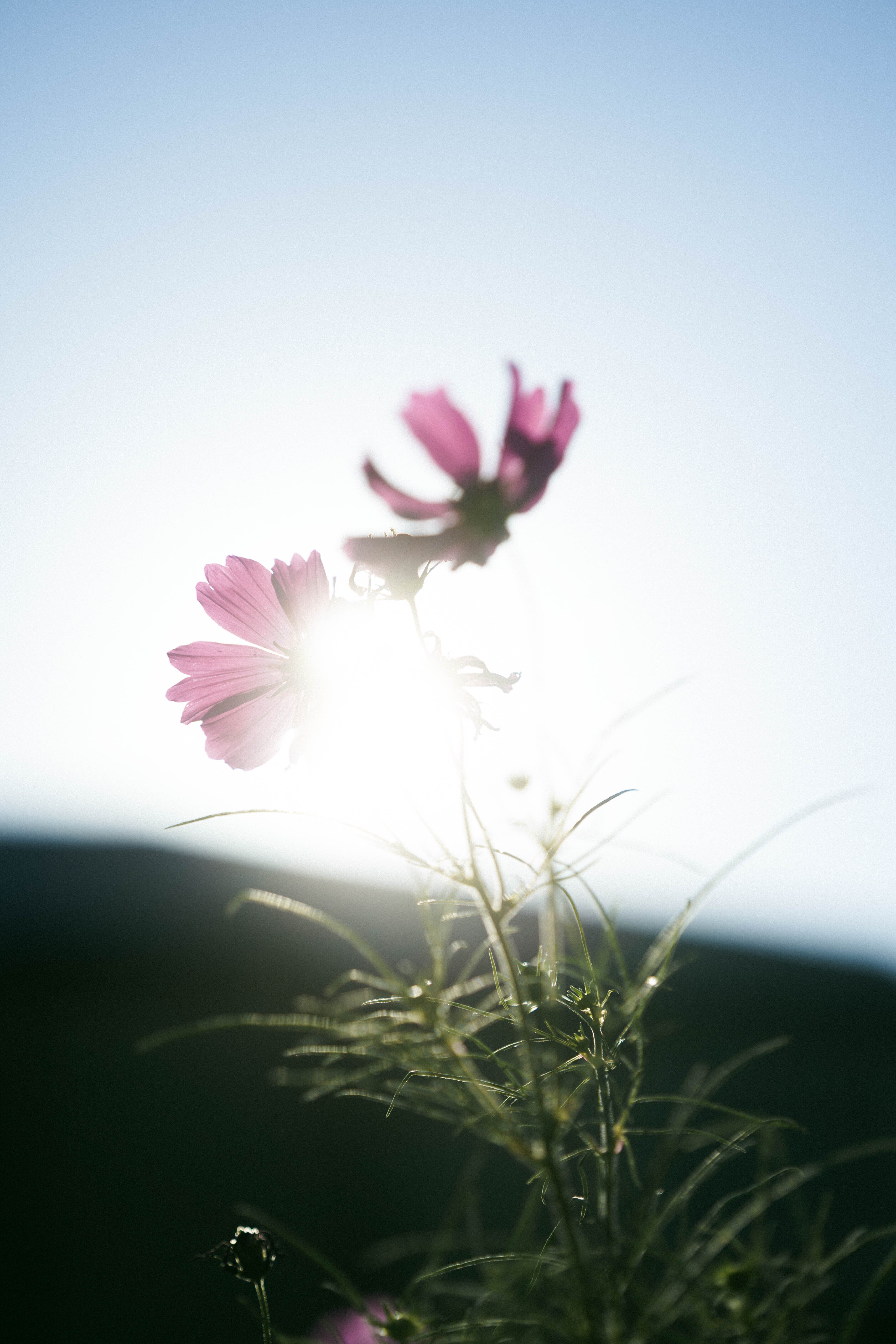 屋上のコスモス｜sgk