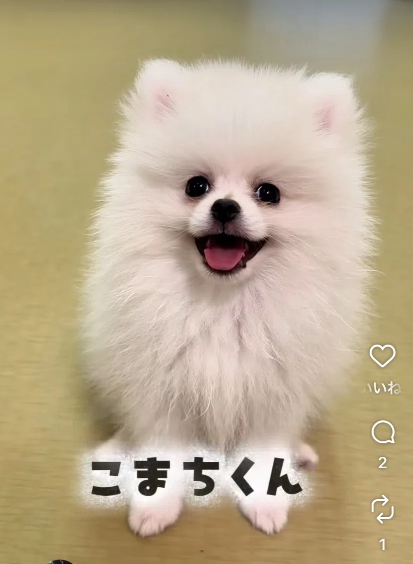ポメラニアン子犬兄妹、無事に新しいご家族のもとへ｜ぷう／Mog Mog