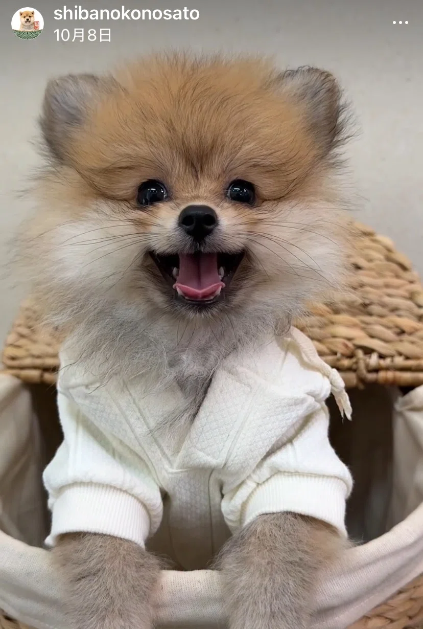 ポメラニアン子犬兄妹、無事に新しいご家族のもとへ｜ぷう／Mog Mog