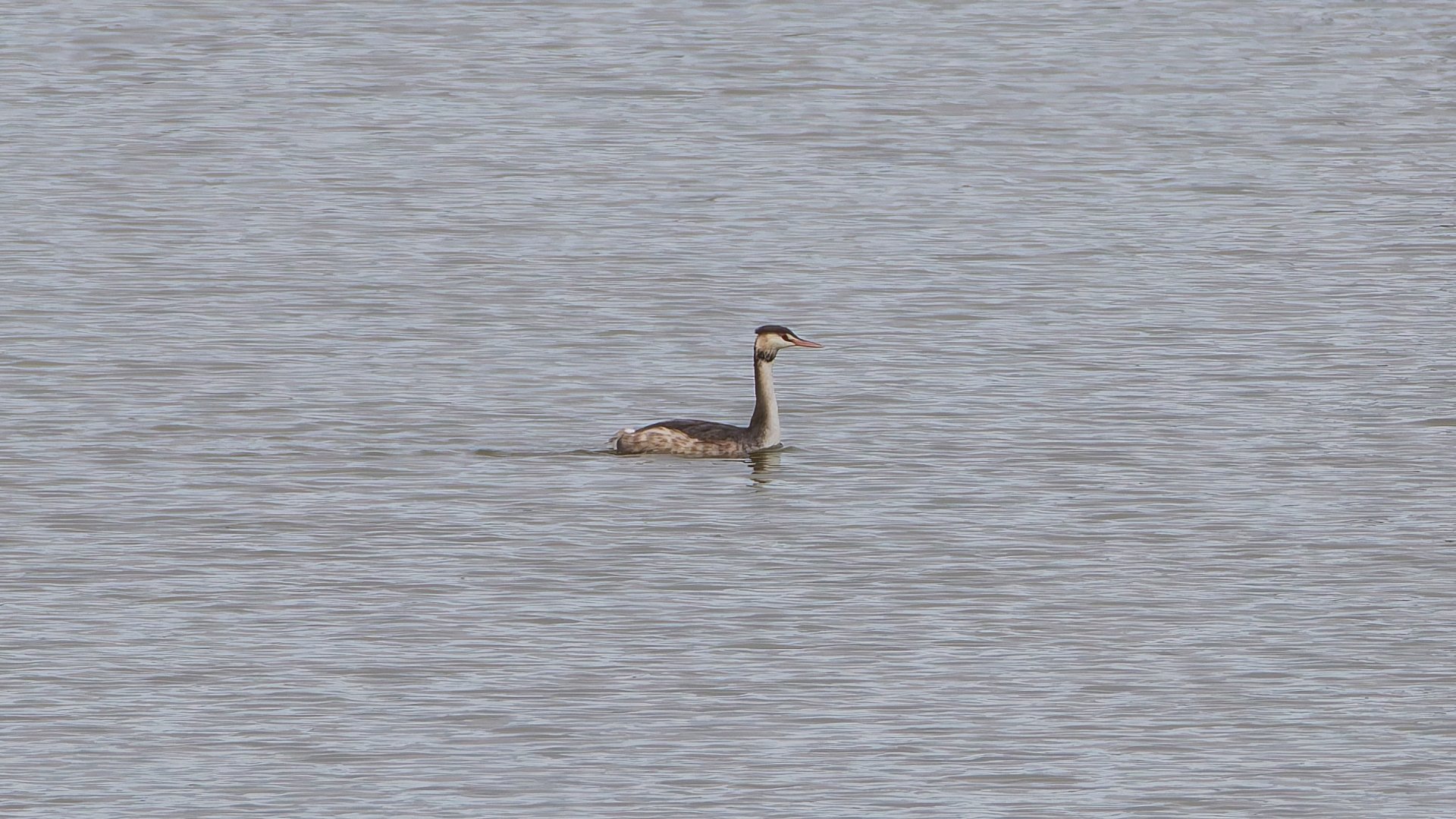 カンムリカイツブリ 来る（初認）｜神戸の野鳥note@きたの みつよし