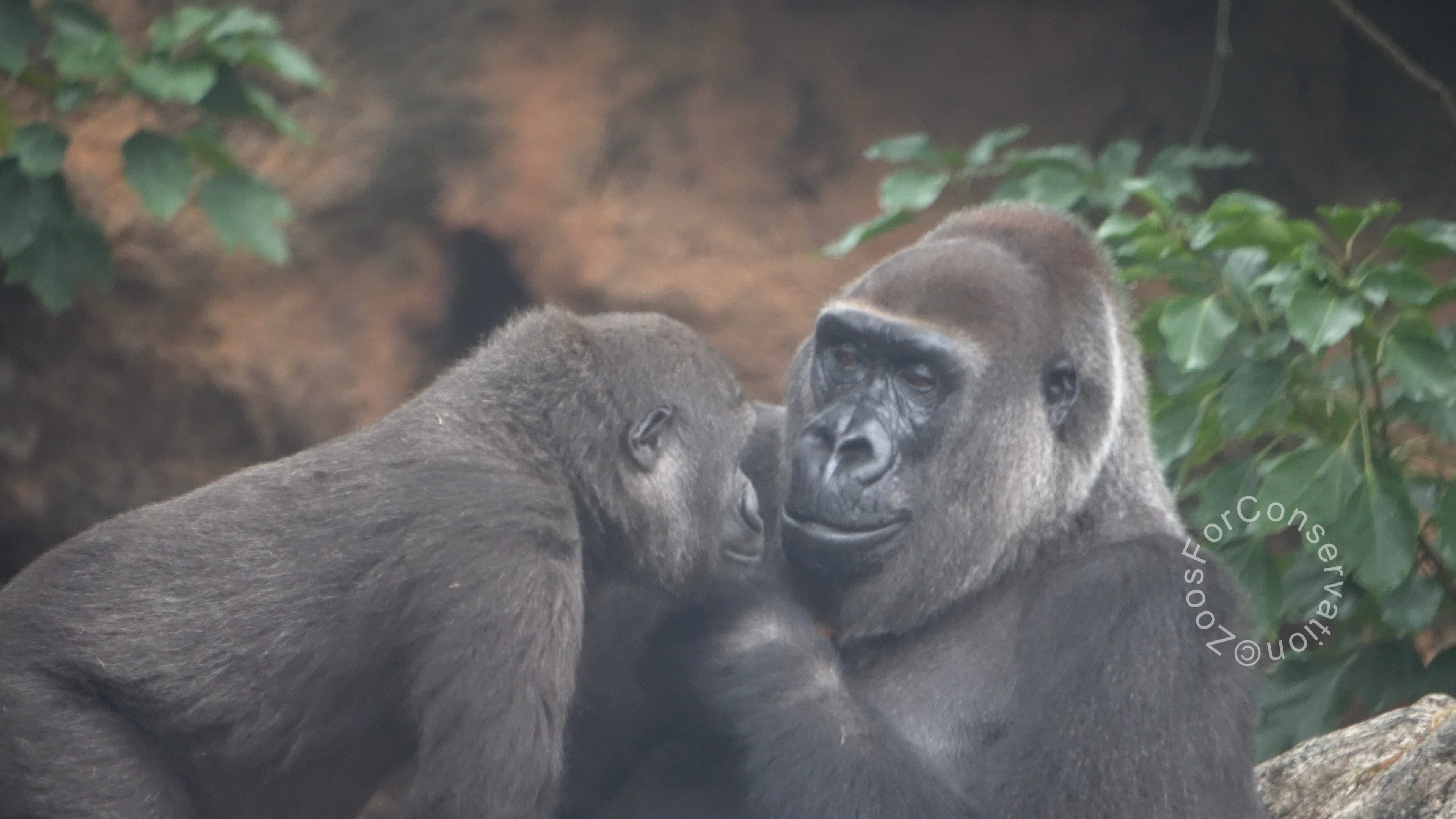 ゴリラたちのいろんな音｜Ueno Zoo 202510d4｜Zoos For Conservation