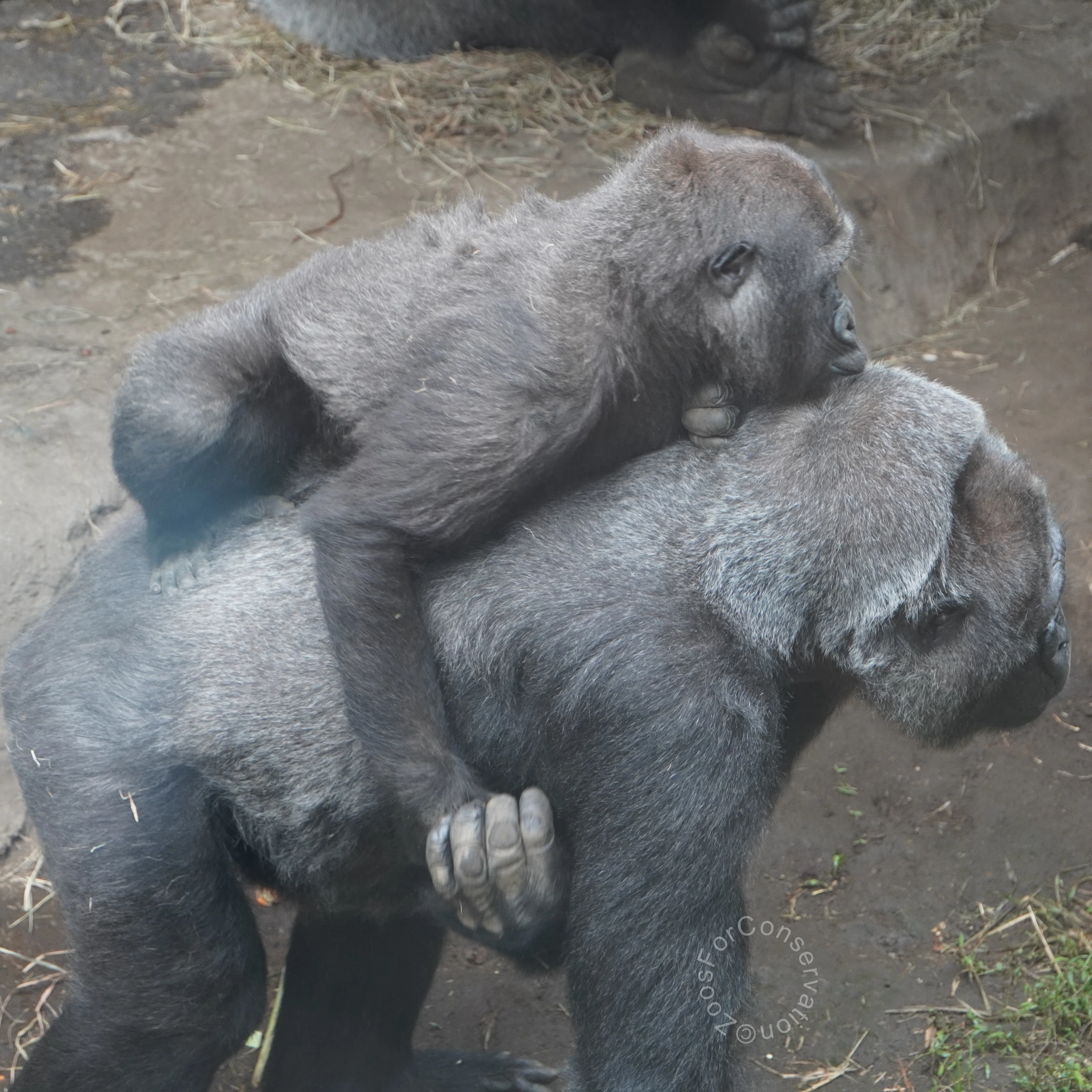 ゴリラたちのいろんな音｜Ueno Zoo 202510d4｜Zoos For Conservation