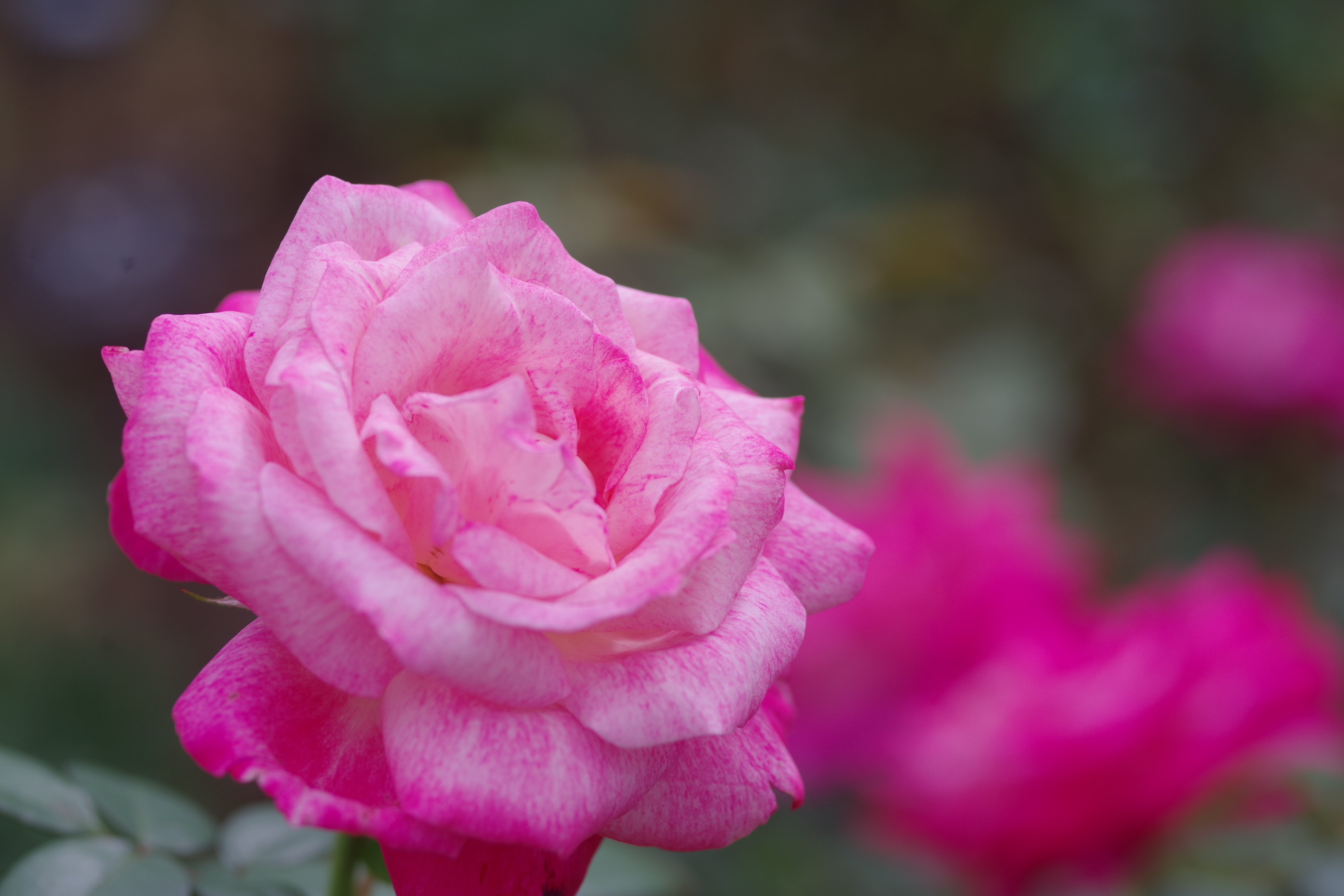 第27話 谷津バラ園2025秋｜Yasuhiro Ts