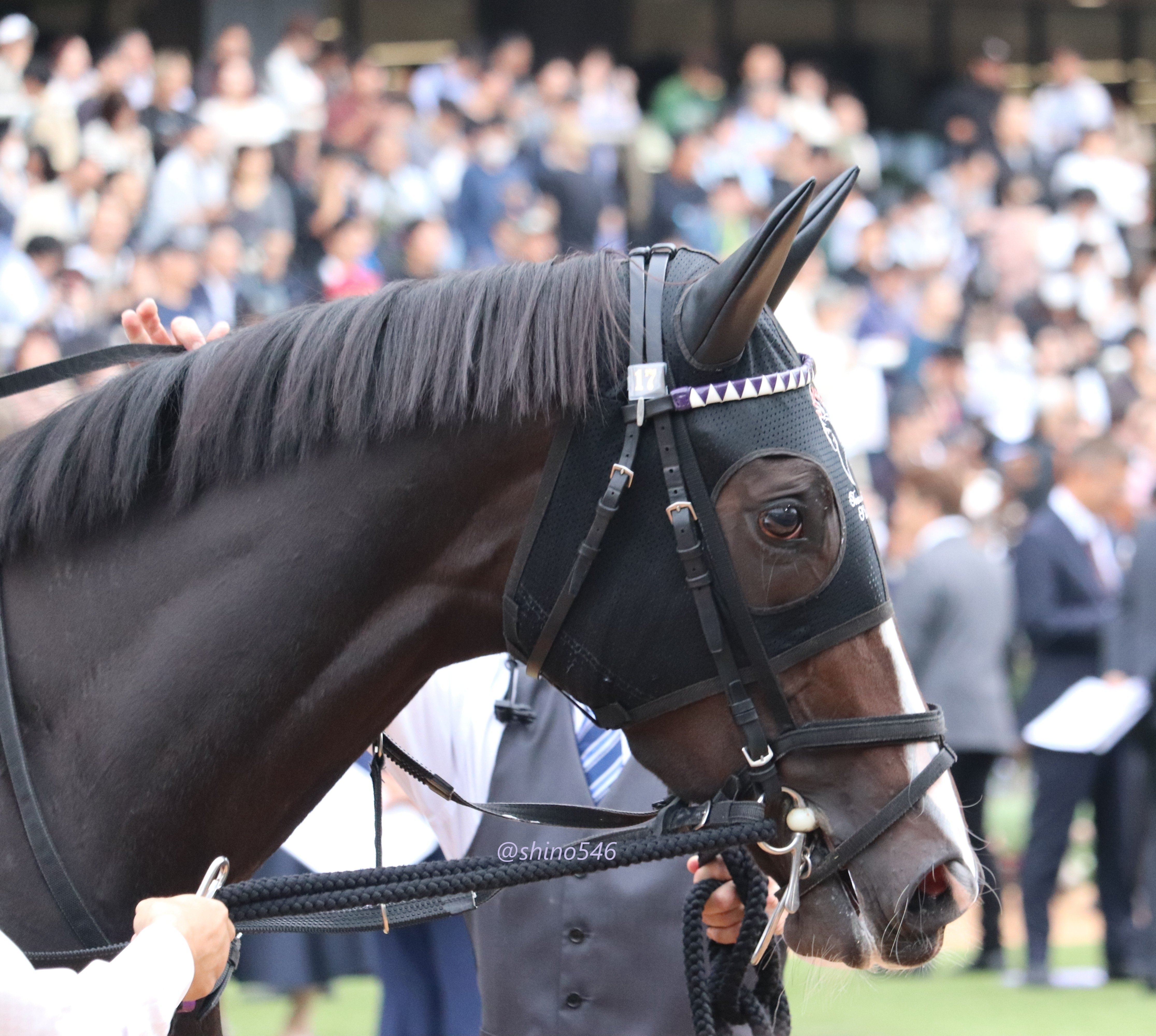 2025.10.19 秋華賞 全馬PHOT@京都競馬場｜shino546