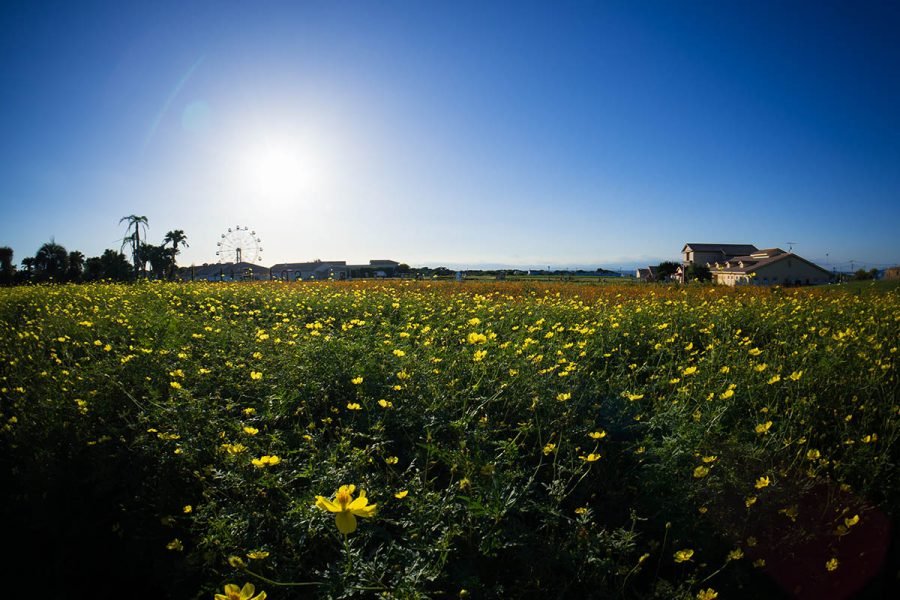 ソレイユの丘のコスモス | Z f + SIGMA 20-200mm F3.5-6.3,Fisheye