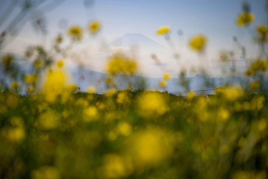 ソレイユの丘のコスモス | Z f + SIGMA 20-200mm F3.5-6.3,Fisheye