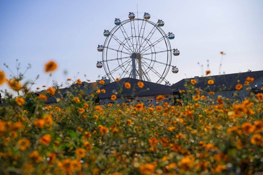 ソレイユの丘のコスモス | Z f + SIGMA 20-200mm F3.5-6.3,Fisheye