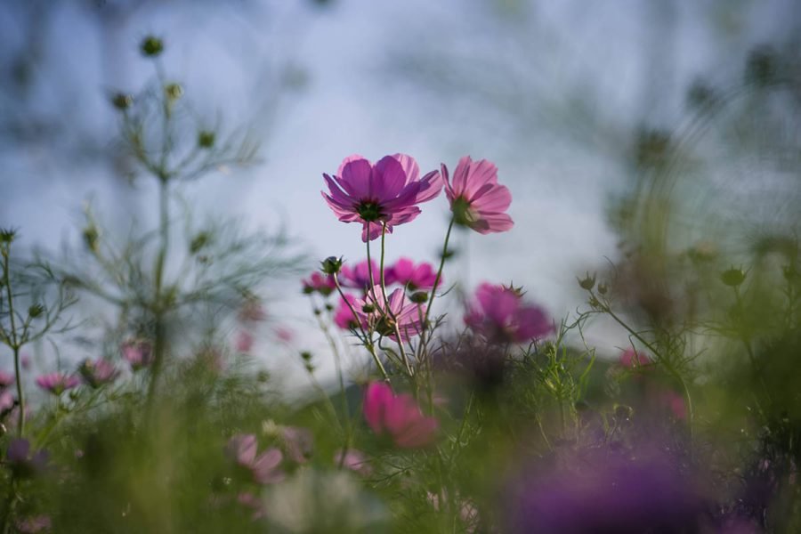 ソレイユの丘のコスモス | Z f + SIGMA 20-200mm F3.5-6.3,Fisheye