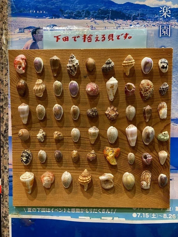 陶片とシーグラスとご当地サイダーの破片をゲット？東伊豆・柿崎海岸で