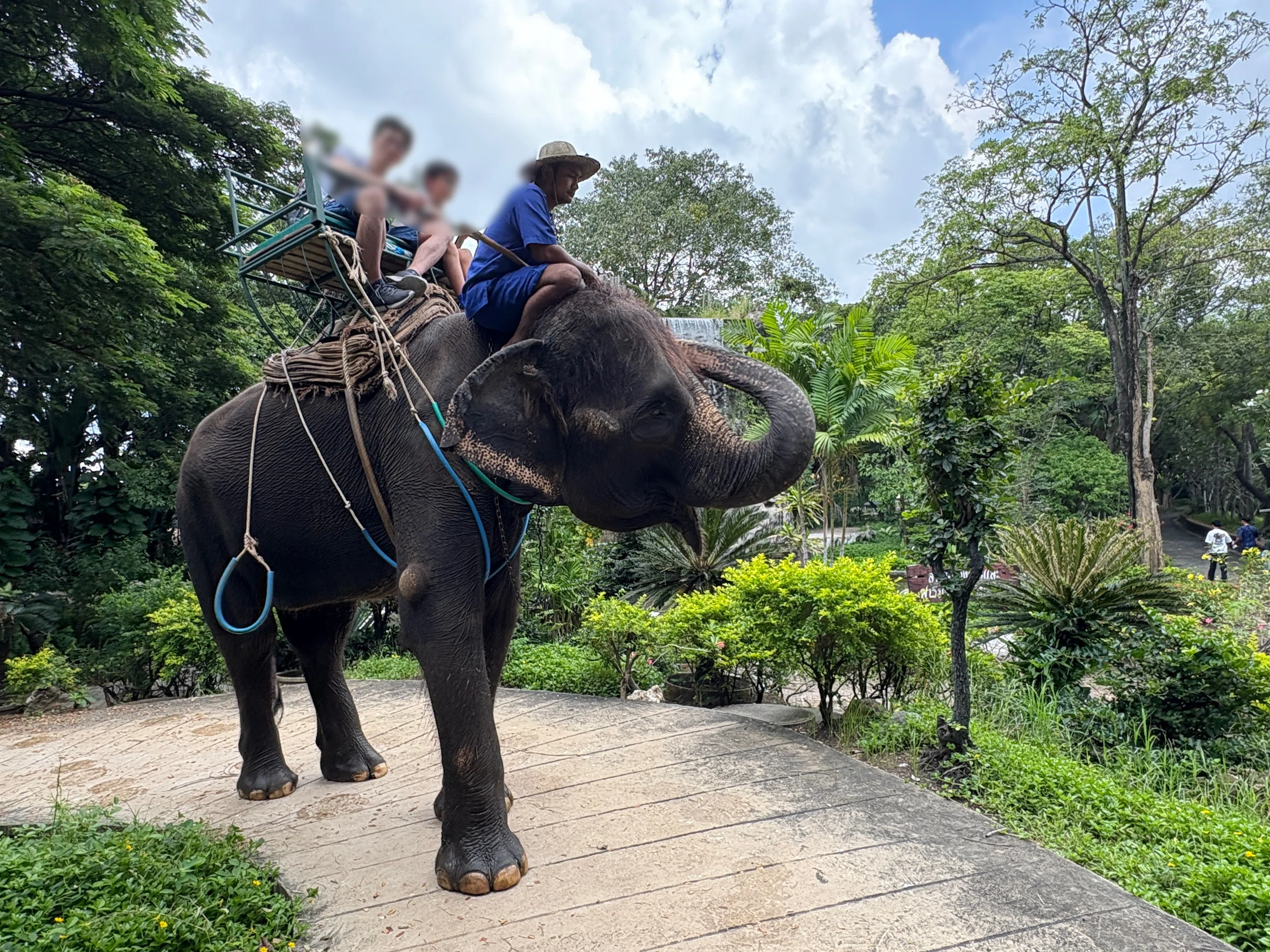 眺める象さん アーティストベア 海外作家様 ハンドメイド エレファント ロシア 🐘 旅3日目：サンプラーン・エレファント・グランド＆ズー｜Ringo