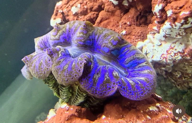KAIKENのチイサナ水族館 みやこじま いきものナビ ～ヒメシャコガイ
