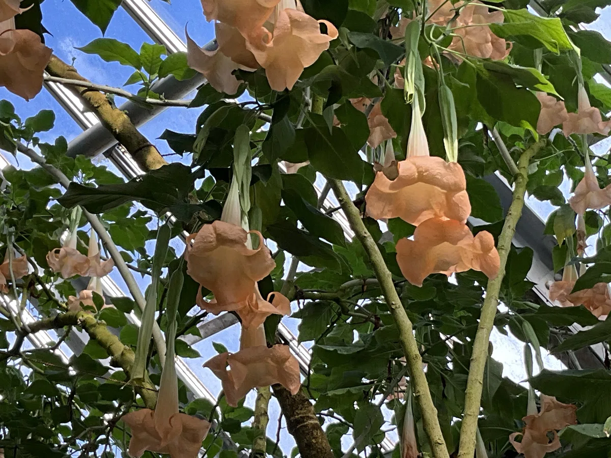 エンジェルストランペット：上を向いて歩こう（京都府立植物園観覧温室 