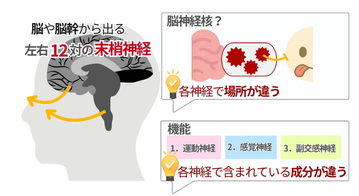国試頻出】視神経を徹底解説!機能と評価方法をわかりやすく整理 国試頻出】視神経を徹底解説!機能と評価方法をわかりやすく整理