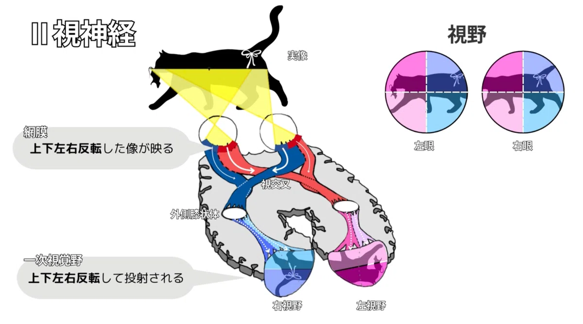 【国試頻出】視神経を徹底解説!機能と評価方法をわかりやすく整理|スキマ時間のリハビリ学