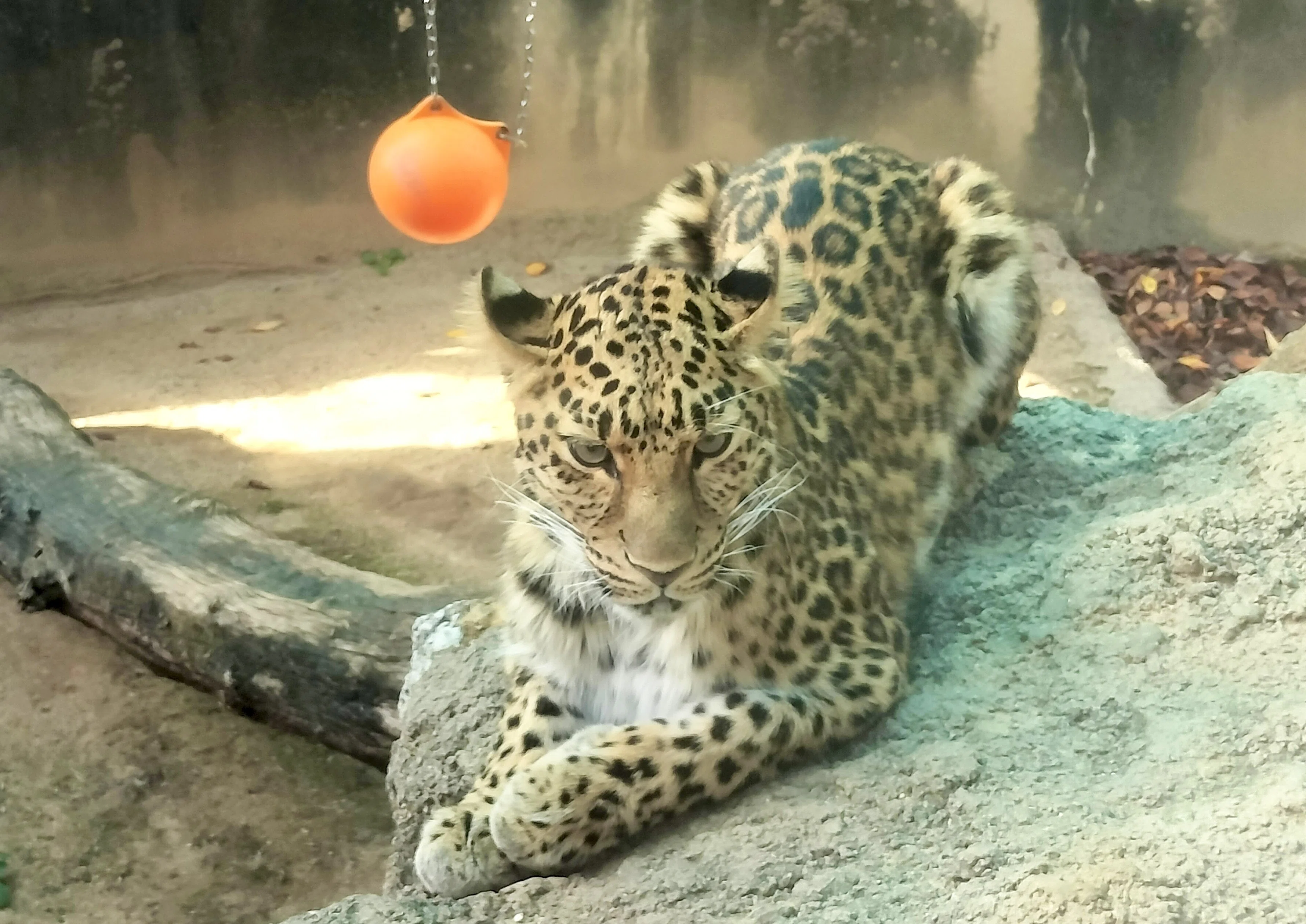 ひさびさの王子動物園｜のぶう