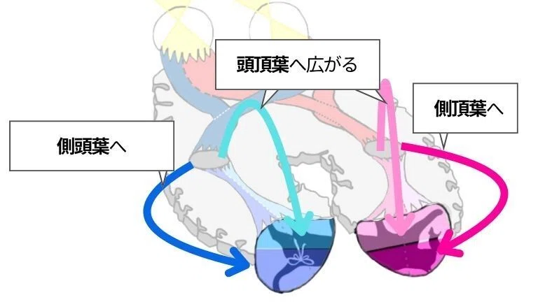 【国試頻出】視神経を徹底解説!機能と評価方法をわかりやすく整理|スキマ時間のリハビリ学