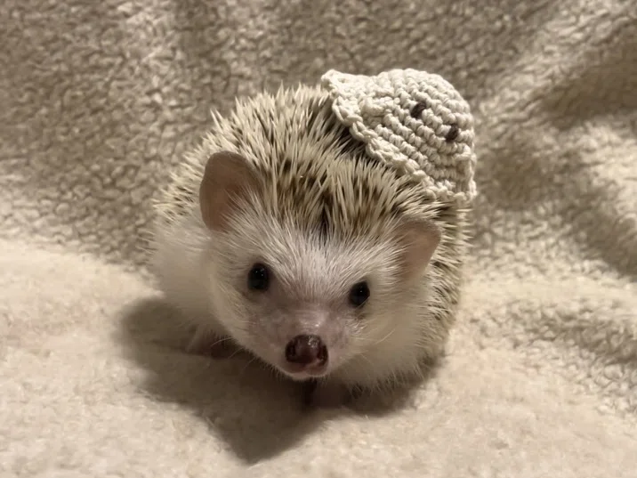 [Knitting] Halloween Ghost Hat for Small Animals👻｜monakaさん