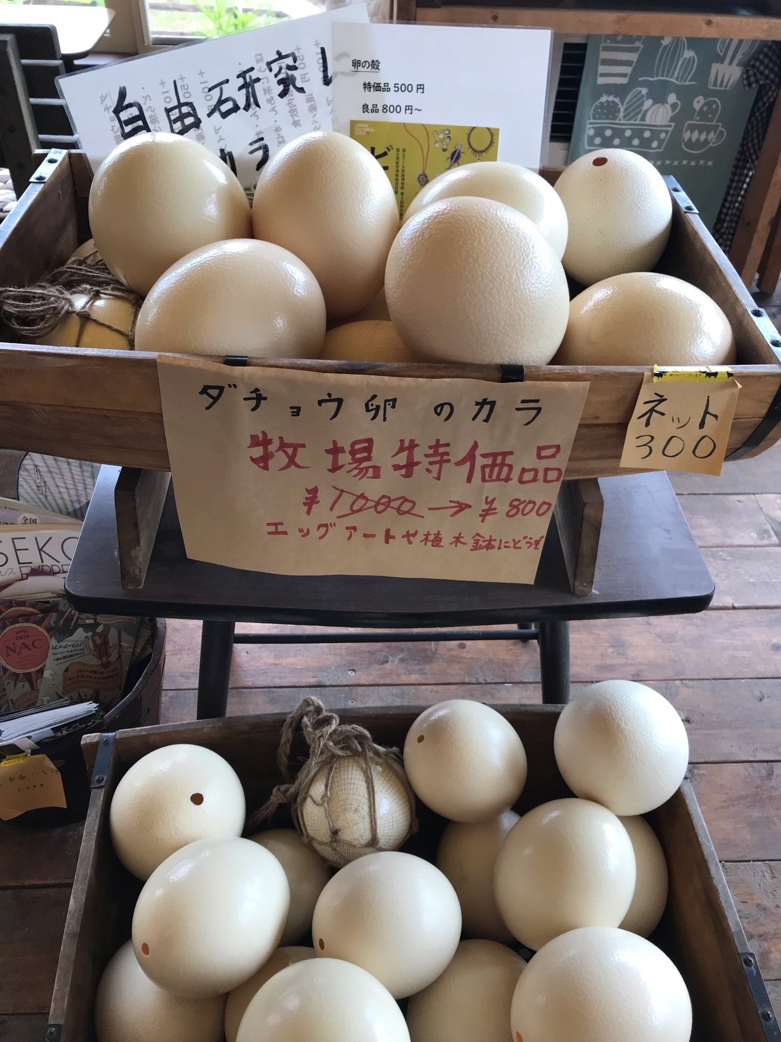 ニセコに行く目的はダチョウ！？卵の殻まで買えるって！？エッグアート
