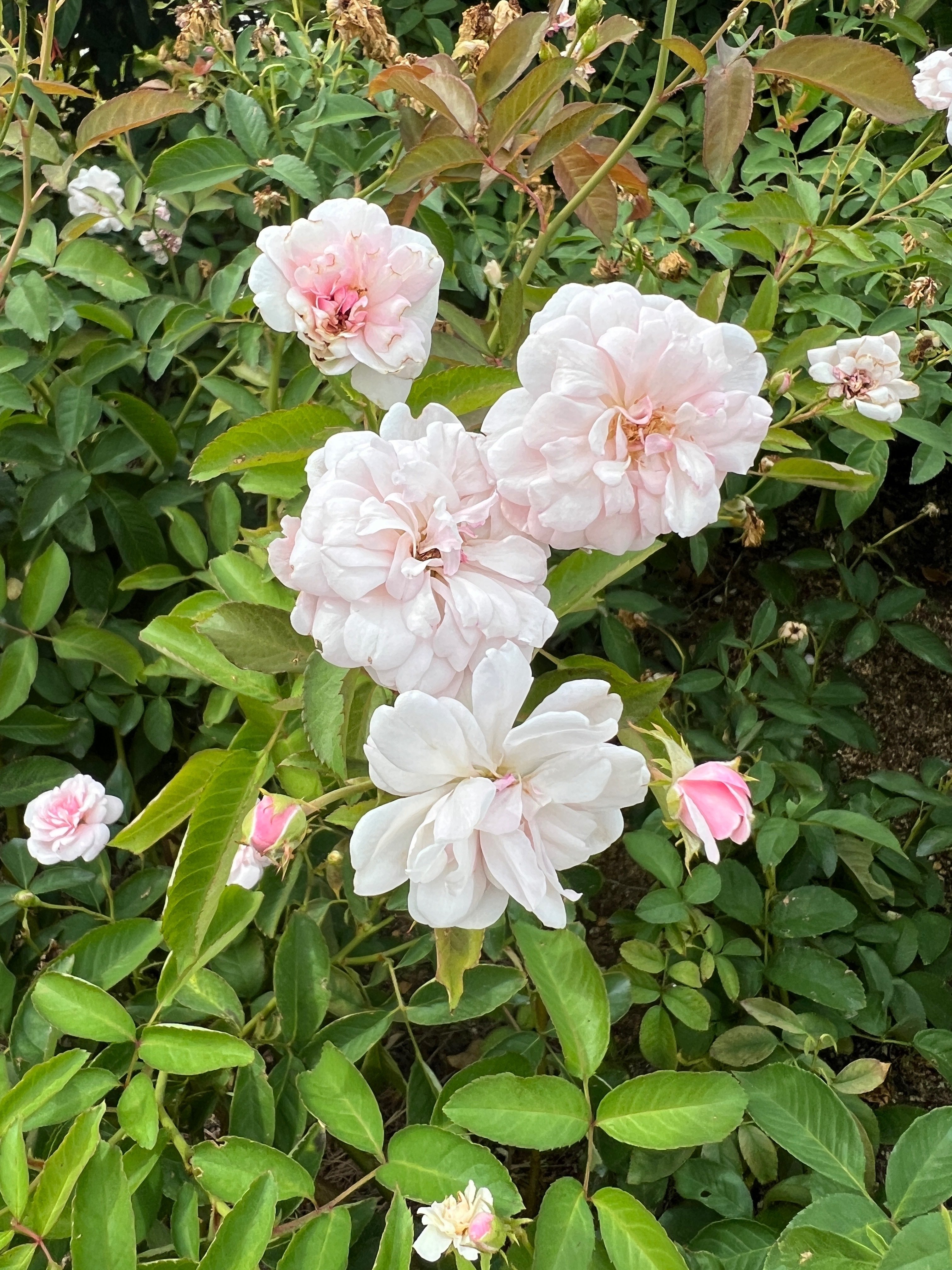 🇫🇷マリー・パヴィエ（Marie Pavie）🌹中之島バラ園｜ぱぽにゃん