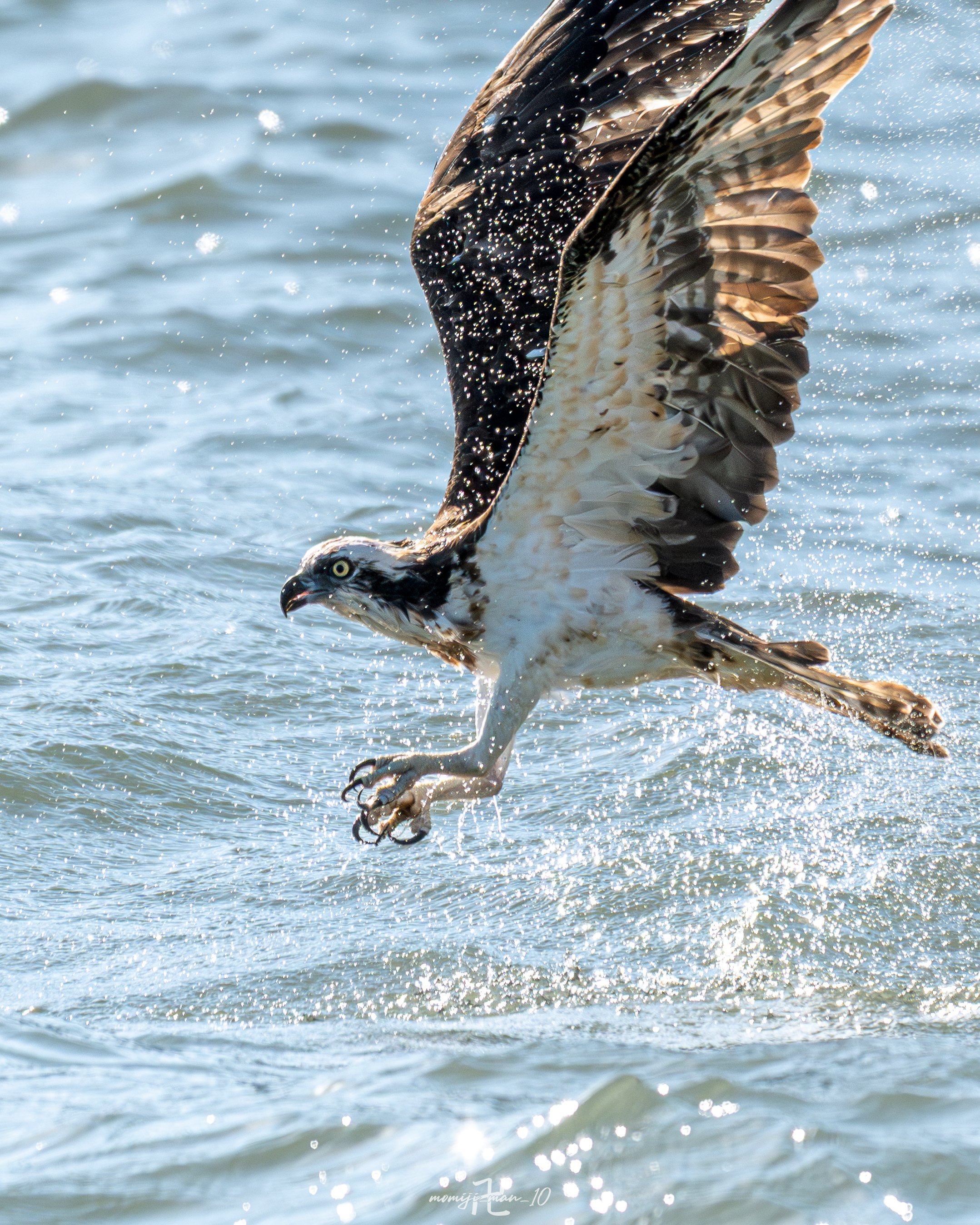 持ち手なし見本!! 株式会社ナンニチ｜HITACHI ミニショベル ZX30U-5B 51913